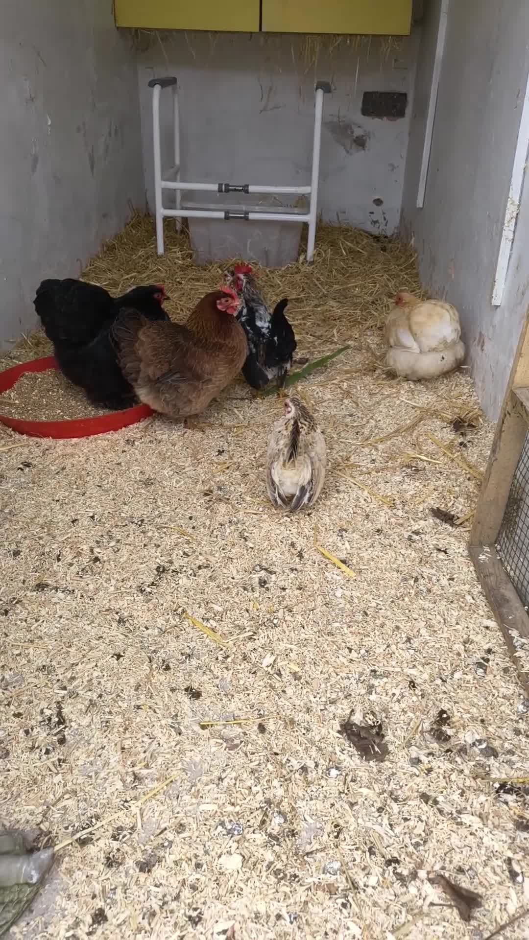 Chickens poultry for sale: Sarama chickens in Rhyl - Video 1