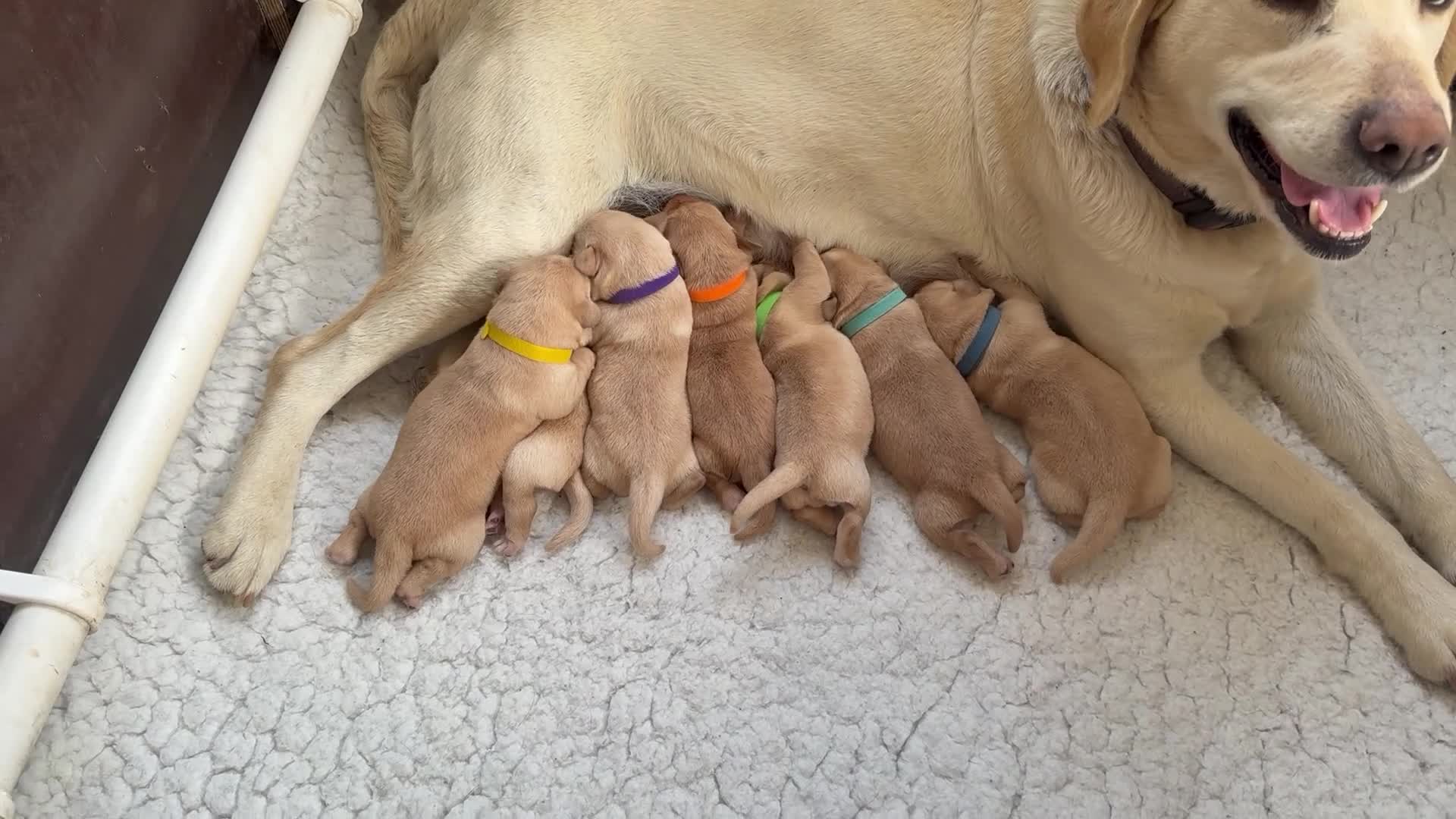 Labrador Retriever dogs for sale: K.C.Reg Superb Labrador Puppies - Video 4