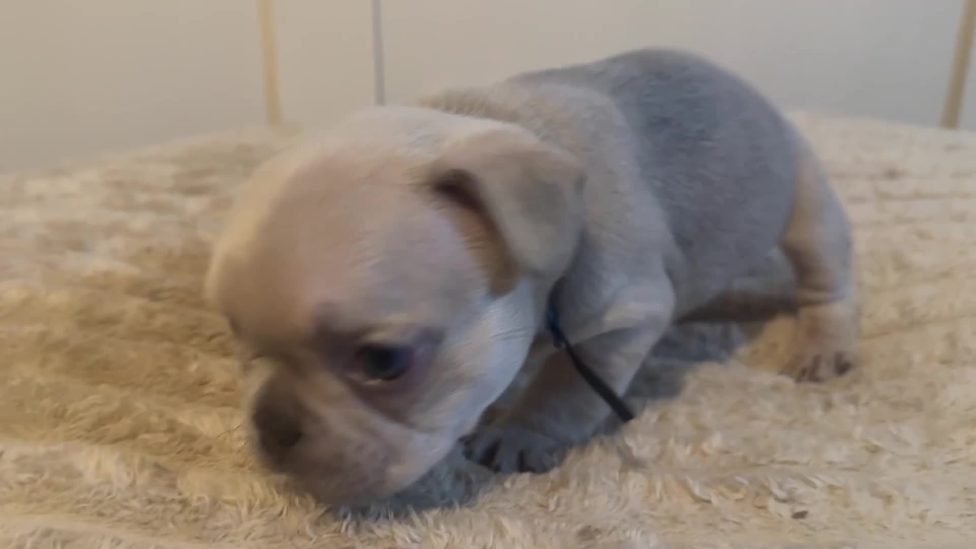 French Bulldog dogs for sale: French bulldog puppies - Video 2