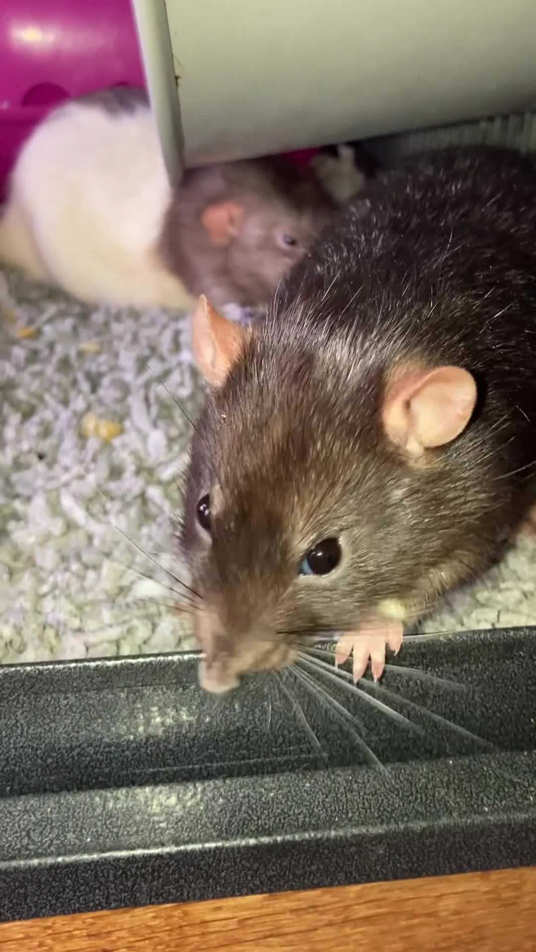 Rat rodents for sale: 4rats & full cage set up  in Plymouth - Video 1