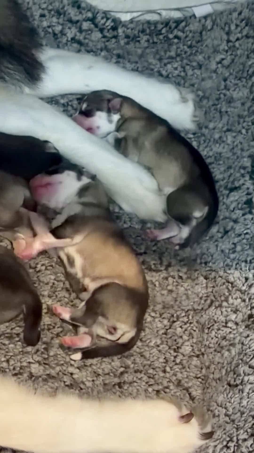 Siberian Husky dogs for sale: Stunning husky pups  in Bolton - Video 2