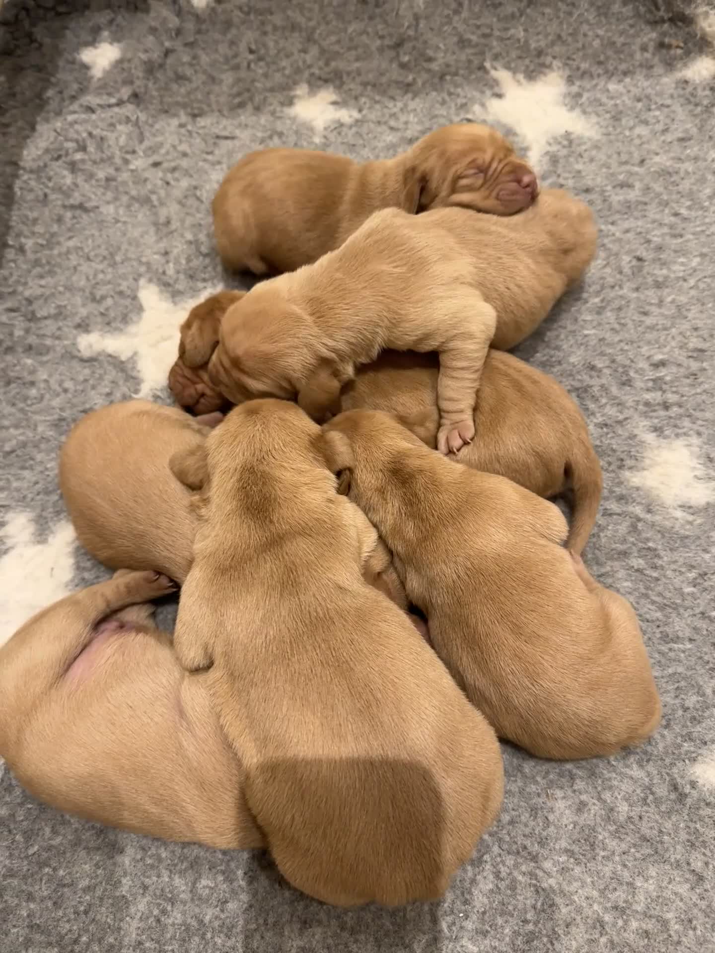 Hungarian Vizsla dogs for sale: Stunning Hungarian Vizsla Pups - Video 3