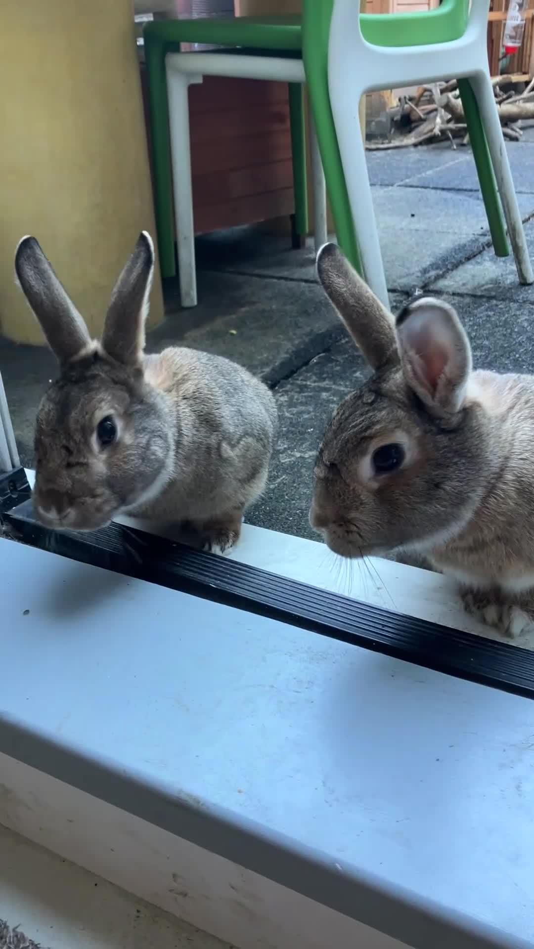 Mixed Breed rabbits for sale: Neutered pair bonded 2yo mixed breed rabbits  in London - Video 2