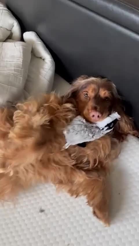 Cocker Spaniel dogs for sale: Yuna the cocker spaniel 3Y needs new forever home in Wellingborough - Video 1