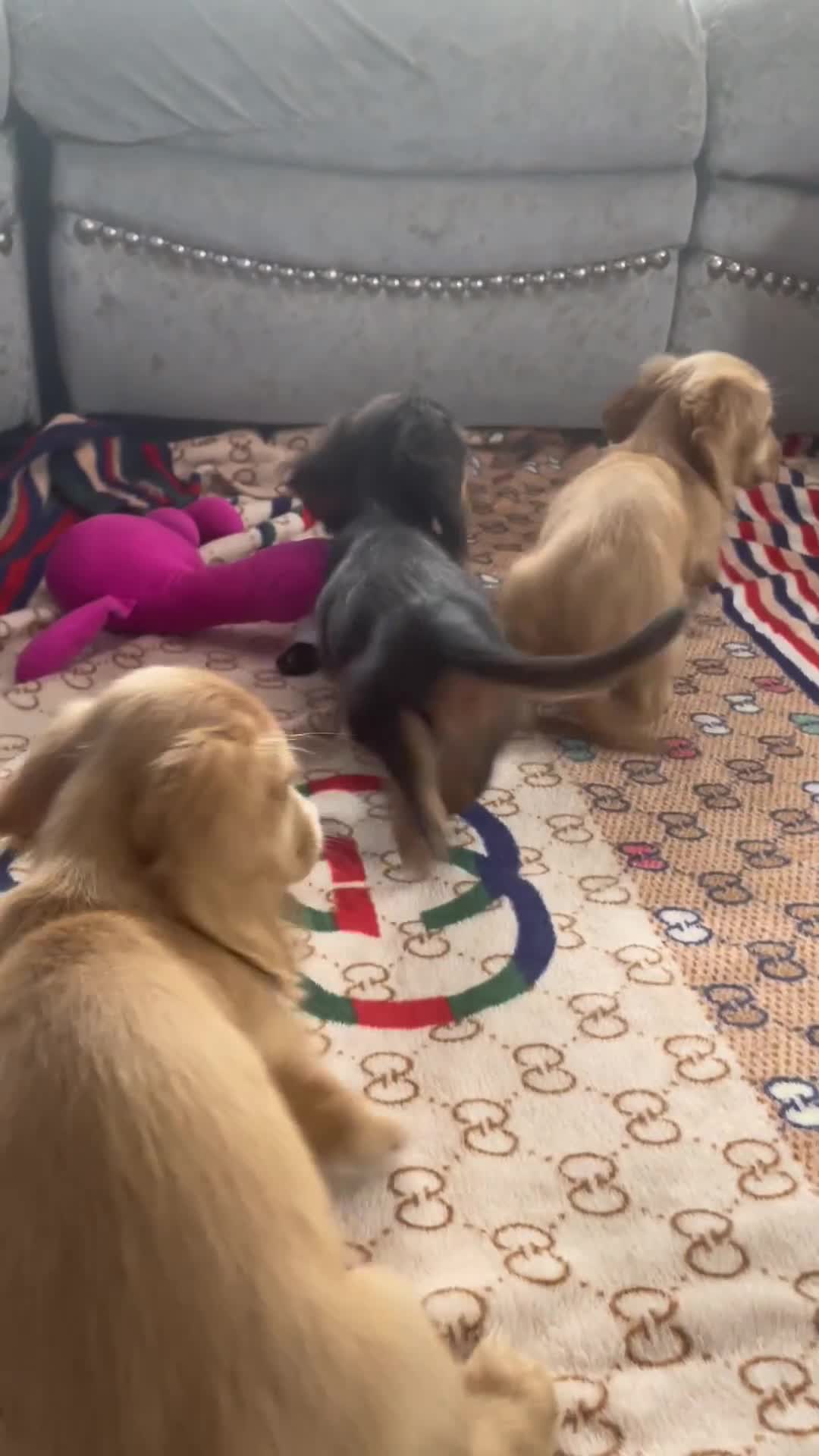 Dachshund dogs for sale: KC miniature long hair cream dachshund for sale - Video 1