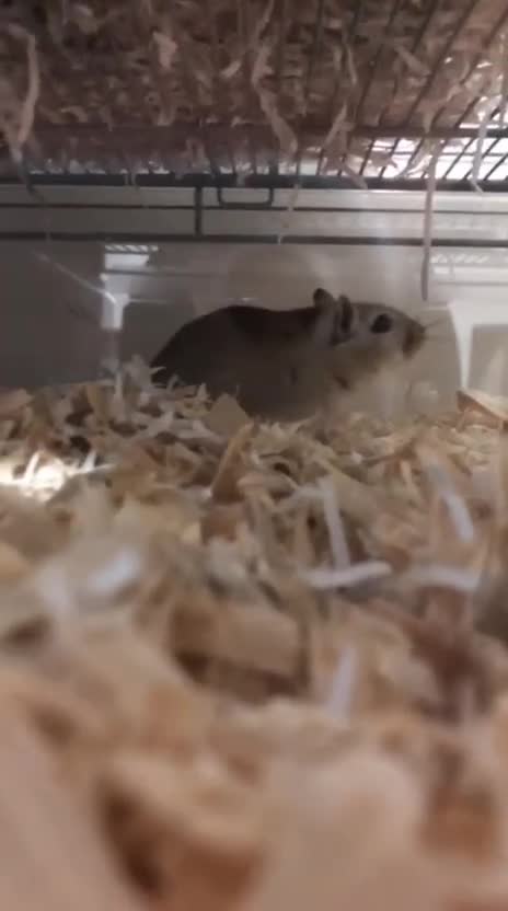 Gerbil rodents for sale: Two gerbils in Maidstone - Video 1