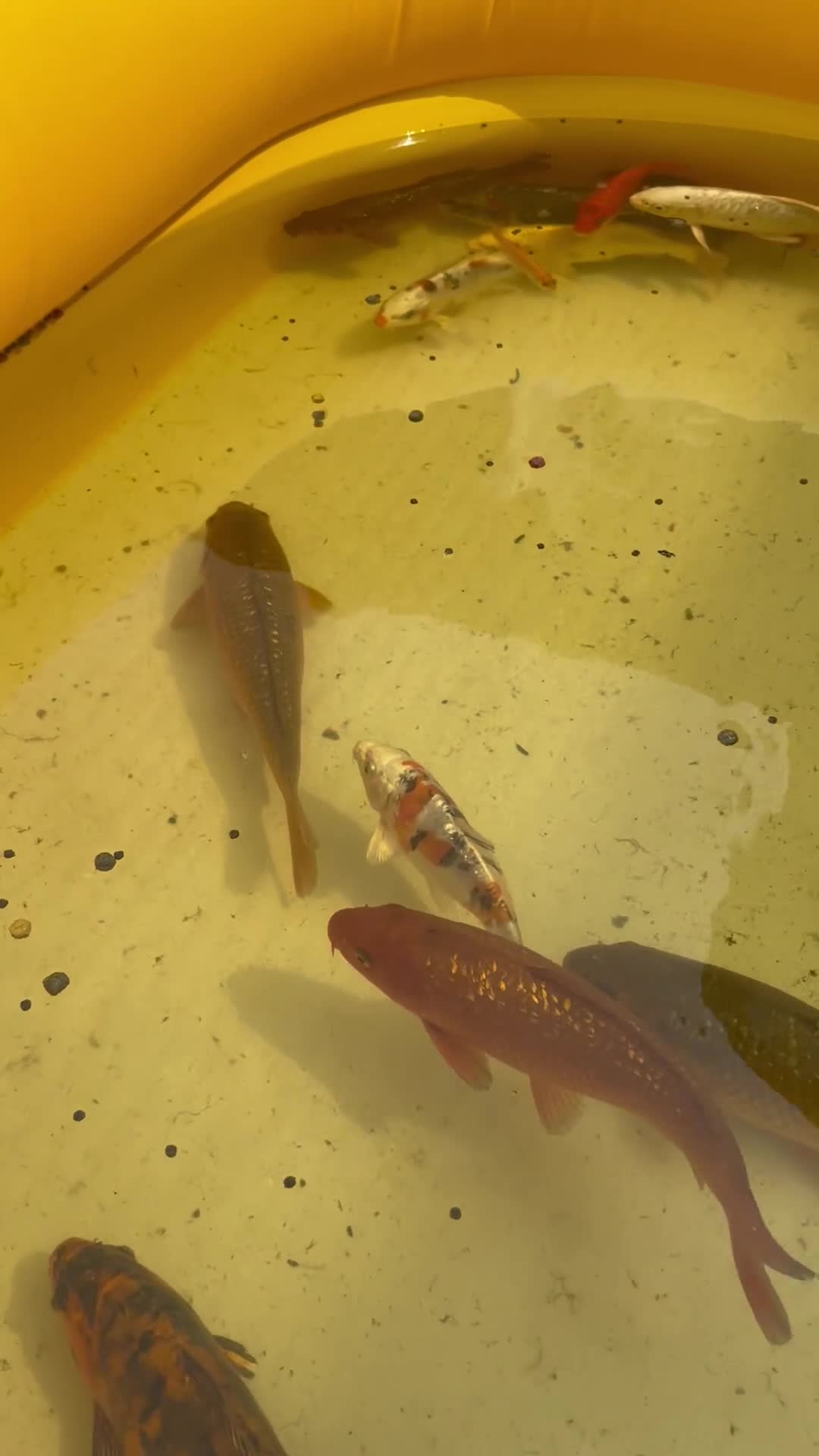 Koi Carp fish for sale: Brown Chagoi koi  - Video 1