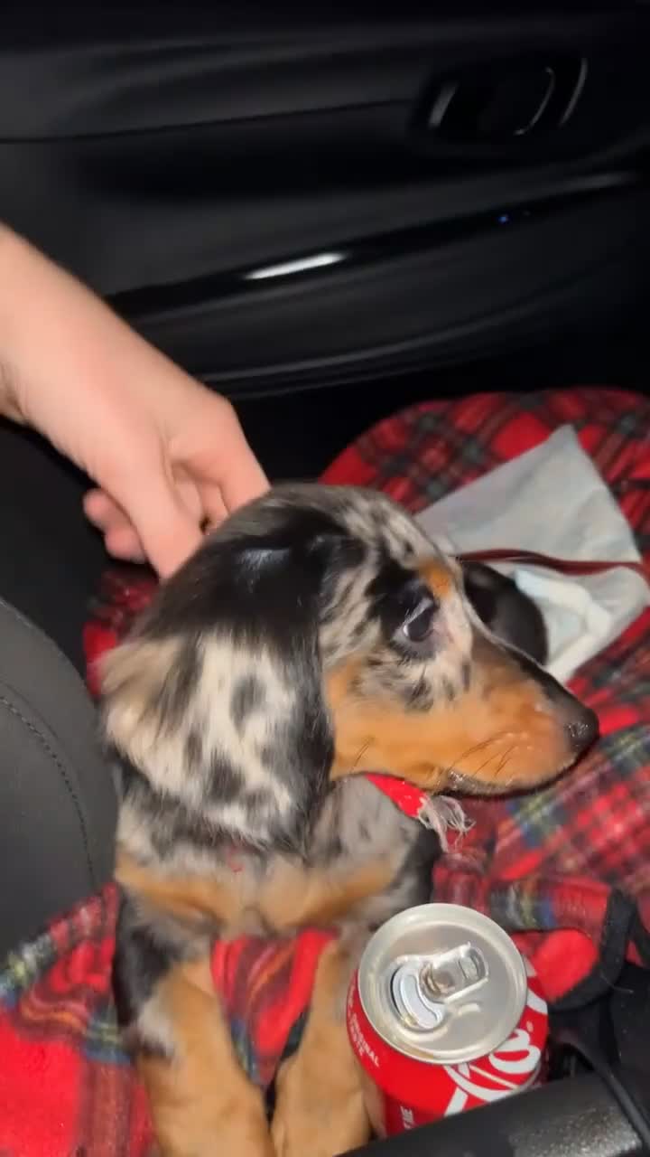 Miniature Dachshund dogs for sale: Miniature dachshund puppies  - Video 2