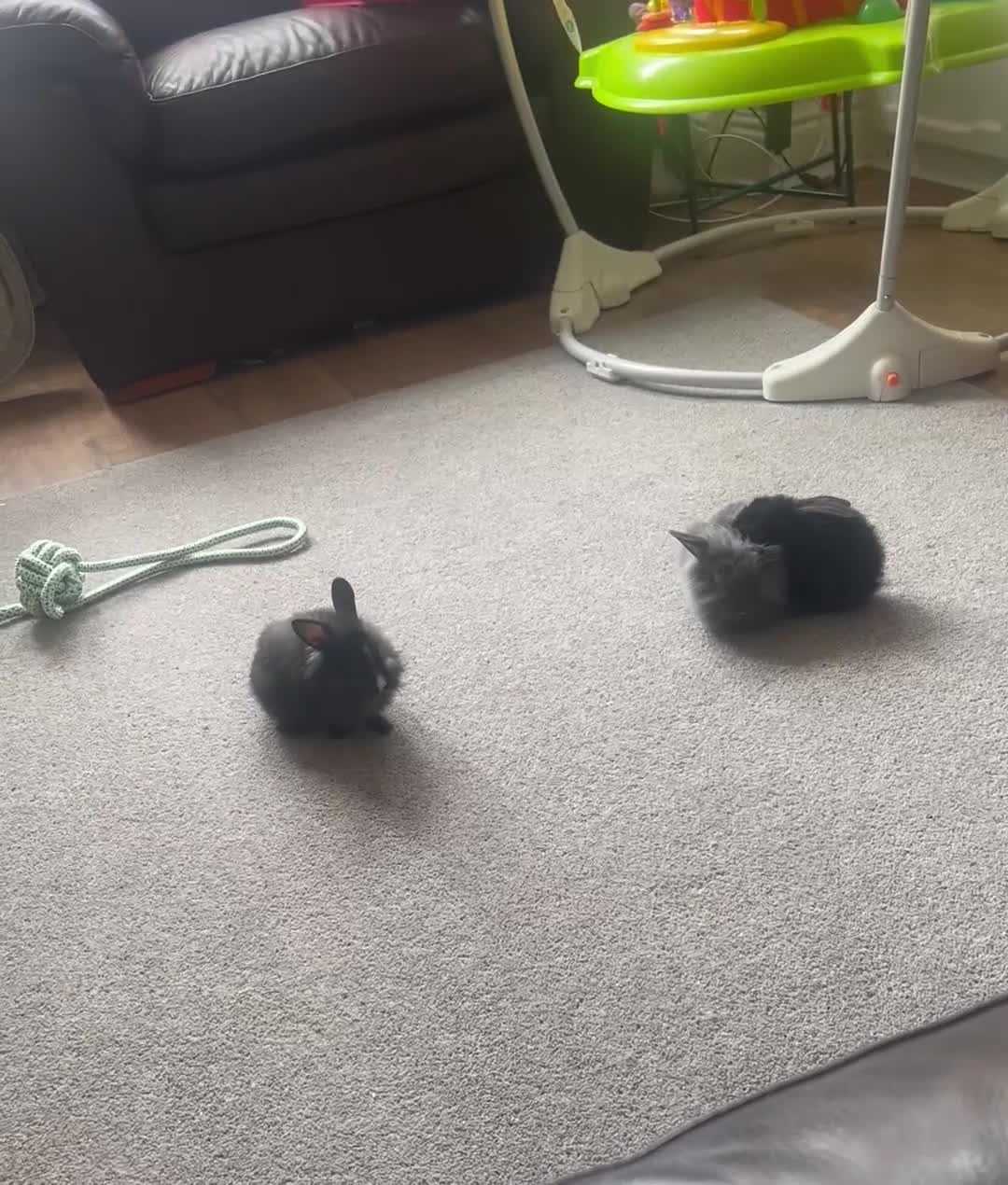 Mini Lion Lop rabbits for sale: Beautiful little bunnies ready now  - Video 1