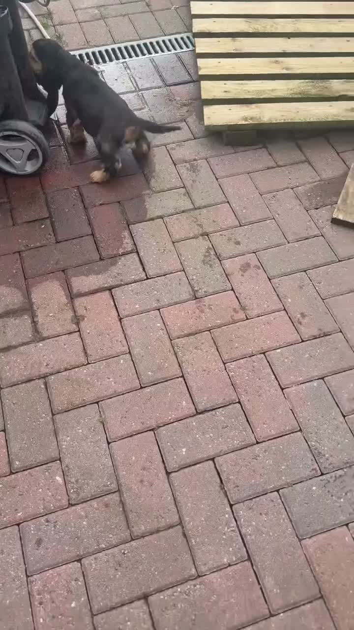 Cocker Spaniel dogs for sale: Kc reg Show type cocker spaniel in Shotts - Video 3
