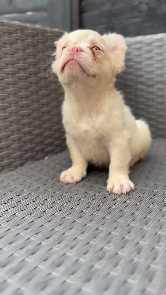 French Bulldog dogs for sale: REDUCED FlOODLE /French bulldogs - Video 5