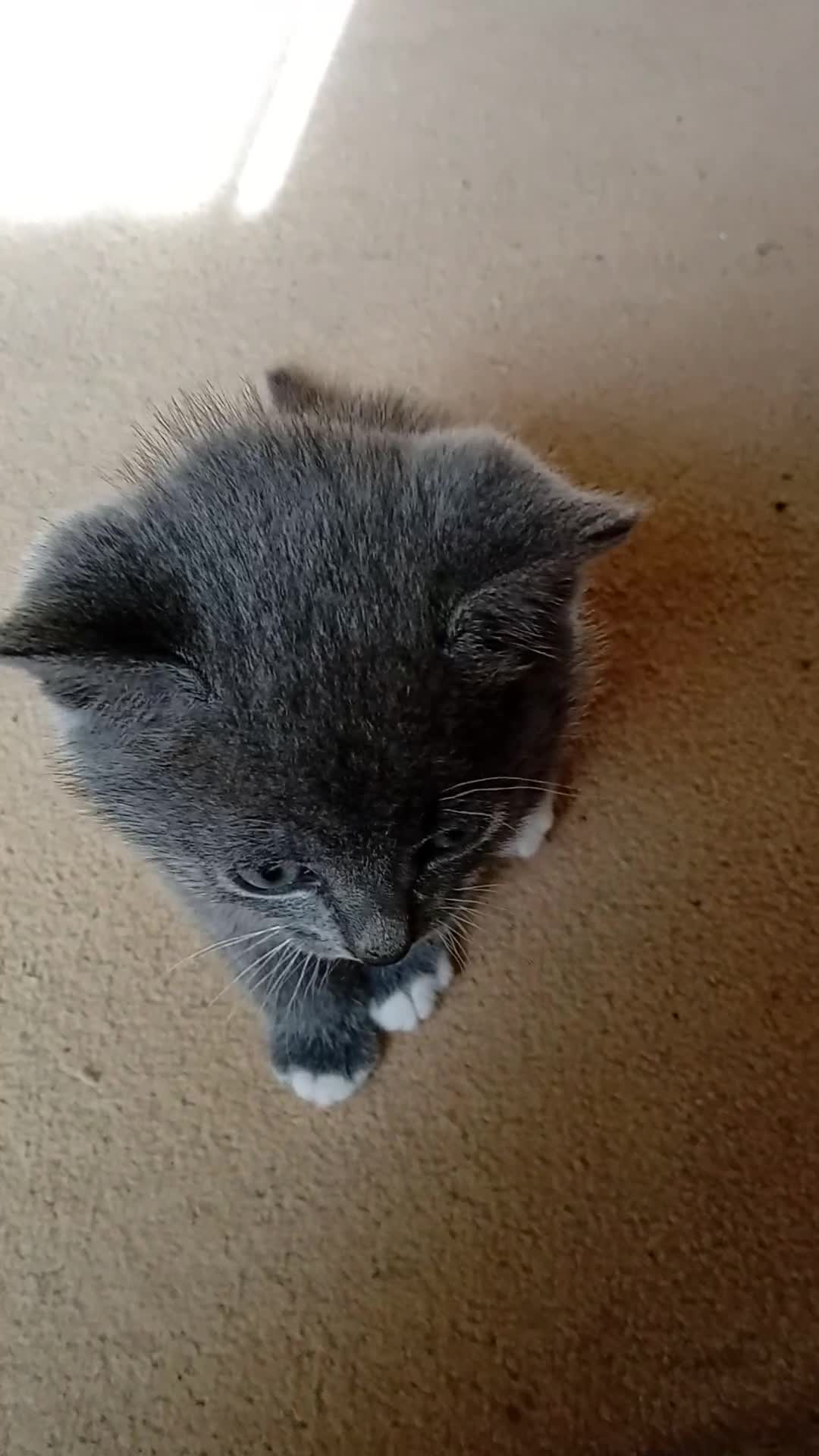 Mixed Breed cats for sale: Smoky grey male kitten  - Video 1