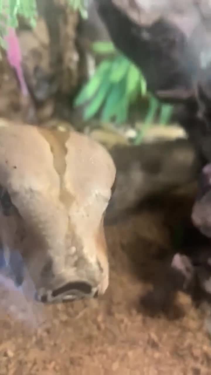 Boa Snake reptiles for sale: Boa constrictor with 6 ft viv - Video 1