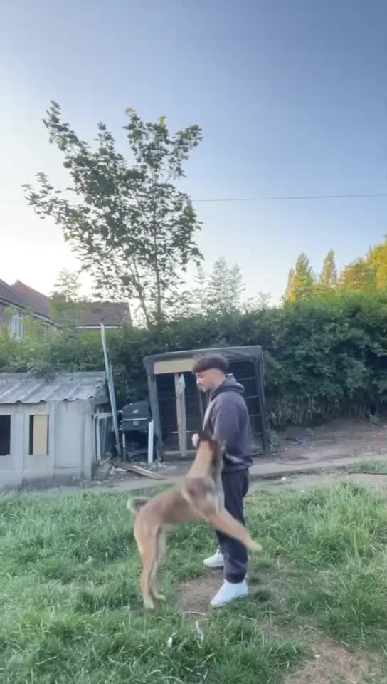 Belgian Shepherd Dog dogs for sale: Belgian shepereds puppy’s - Video 4