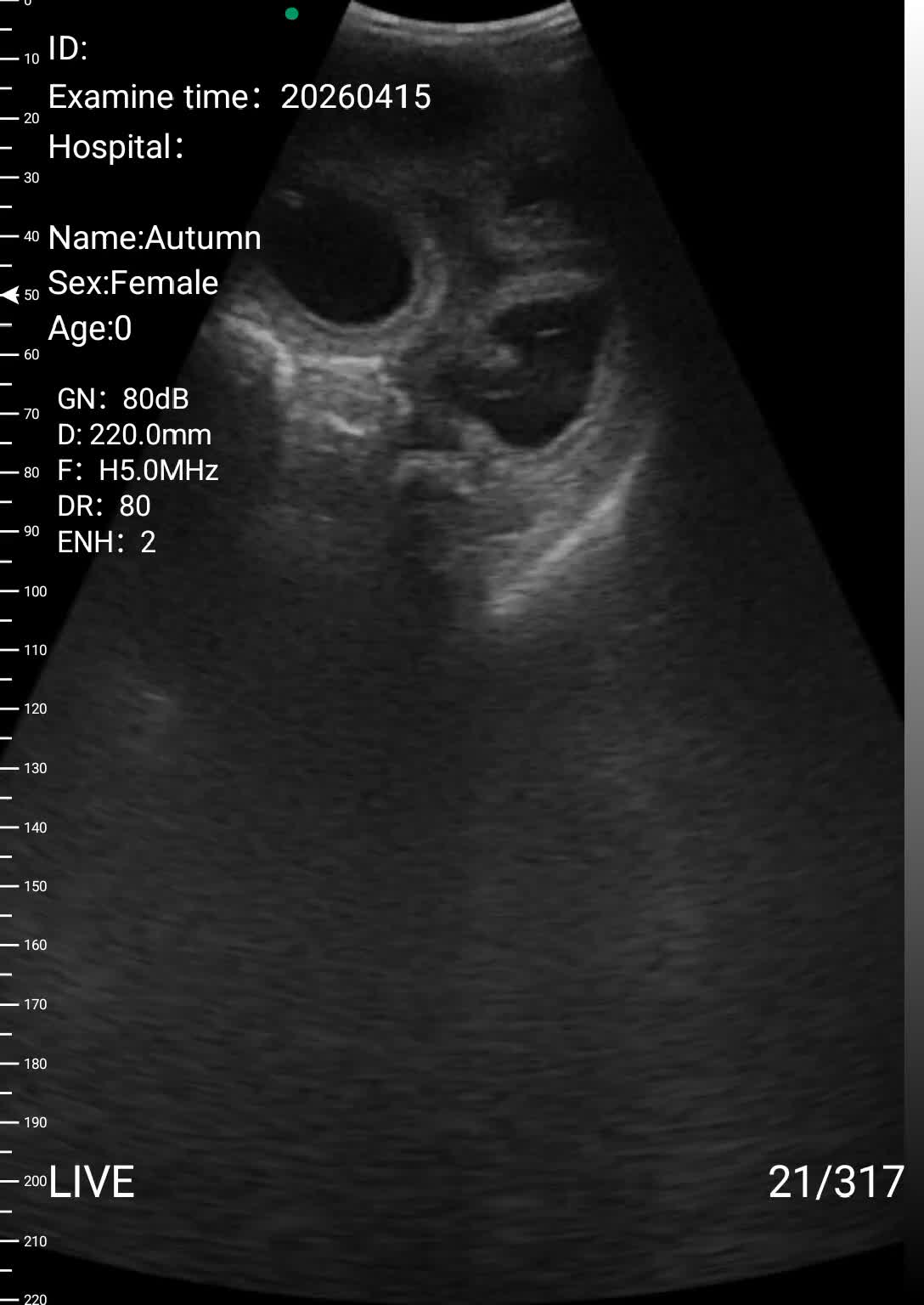 Maine Coon cats for sale: Exceptional Maine Coon Litter Due 21st May  - Video 1