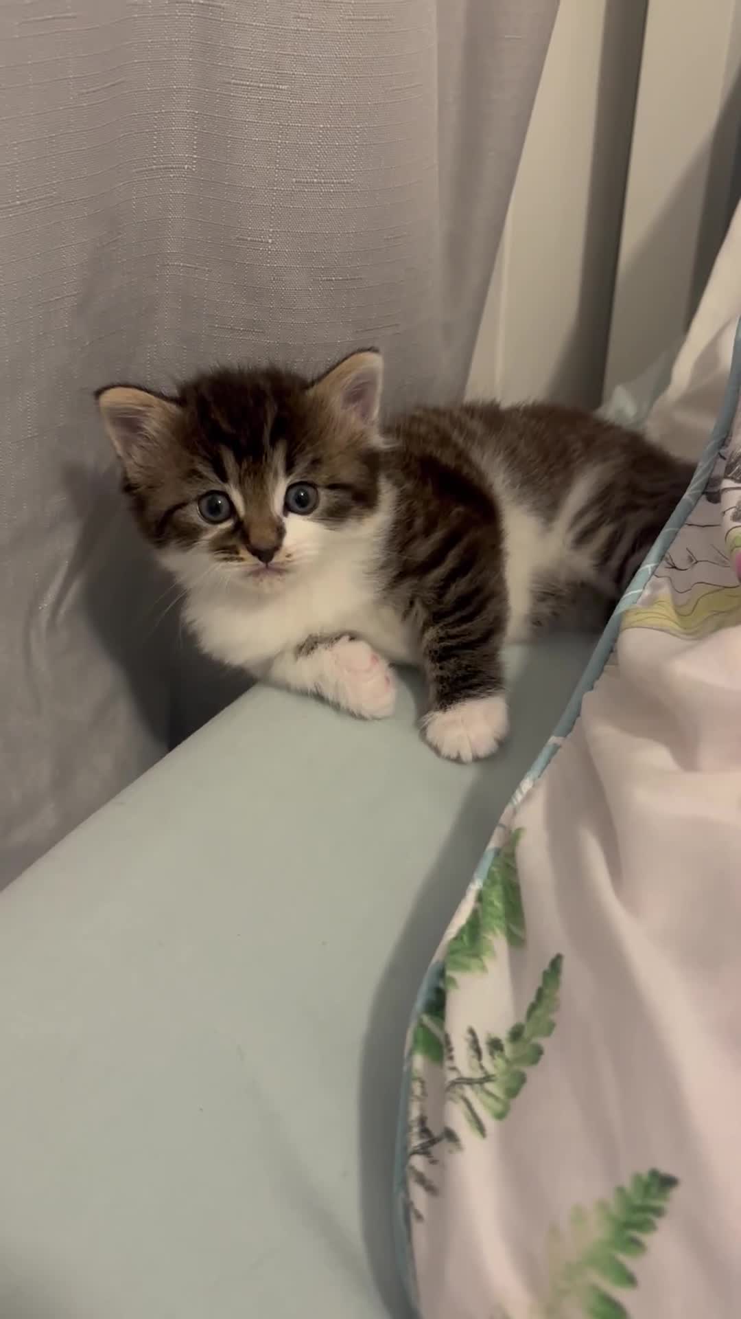 Mixed Breed cats for sale: Girl kittens - Video 1