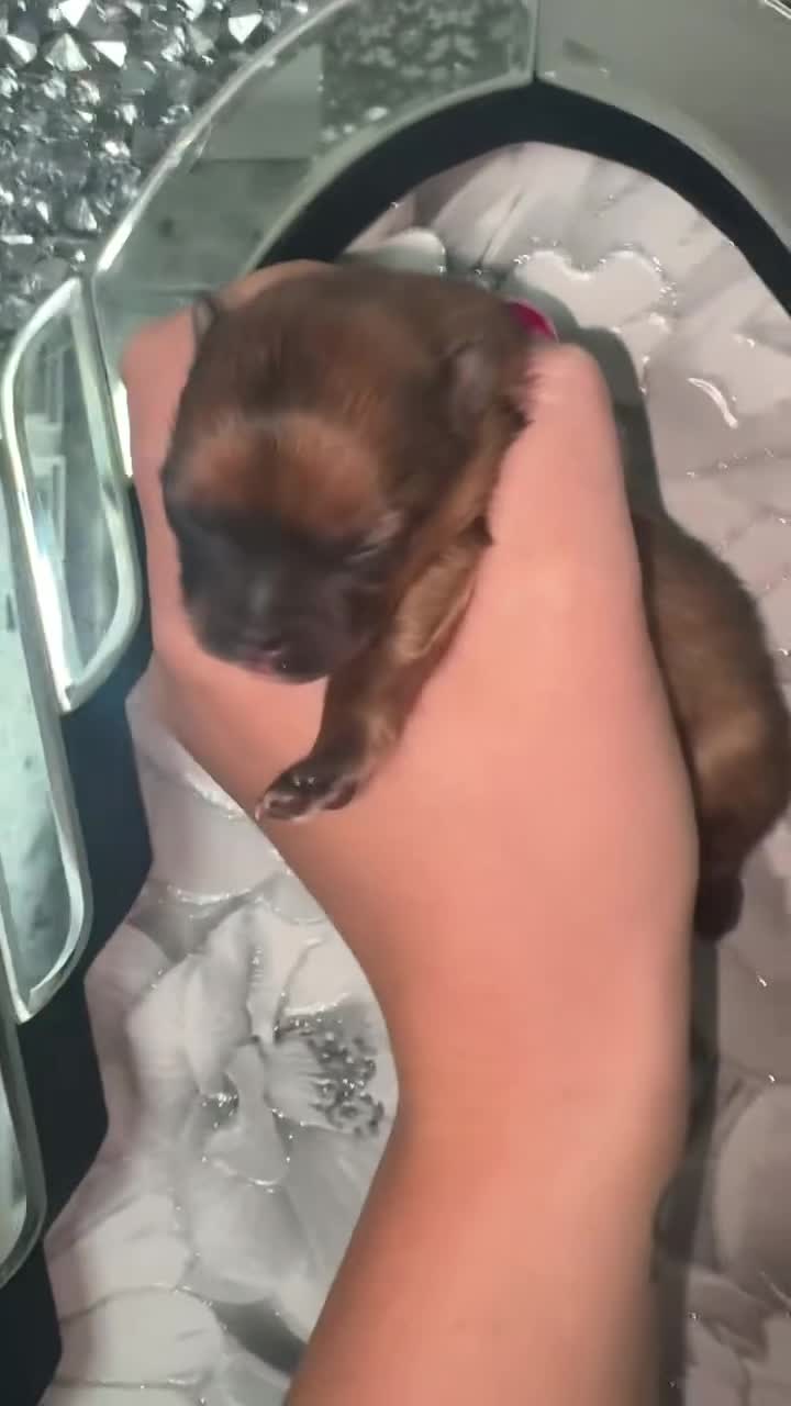 Pomeranian dogs for sale: 2 beautiful female kc poms  - Video 1