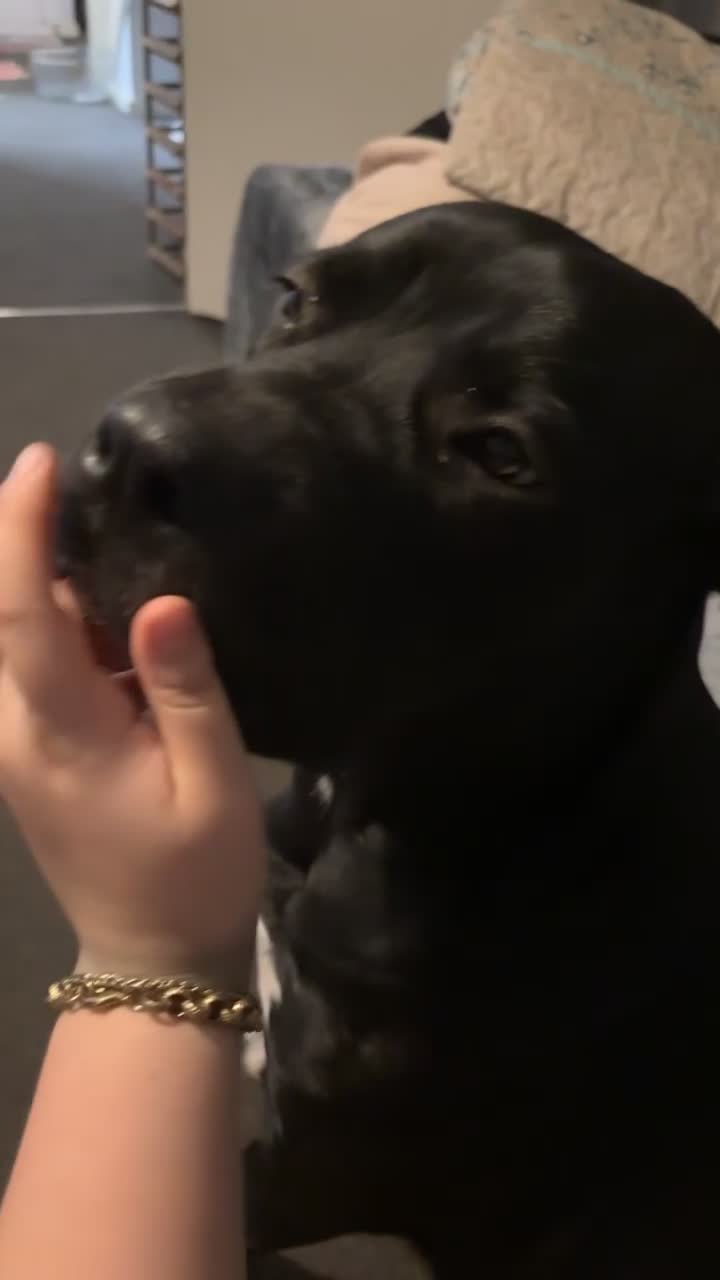 Cane Corso dogs for sale: Beautiful cane corso looking for a new home - Video 1