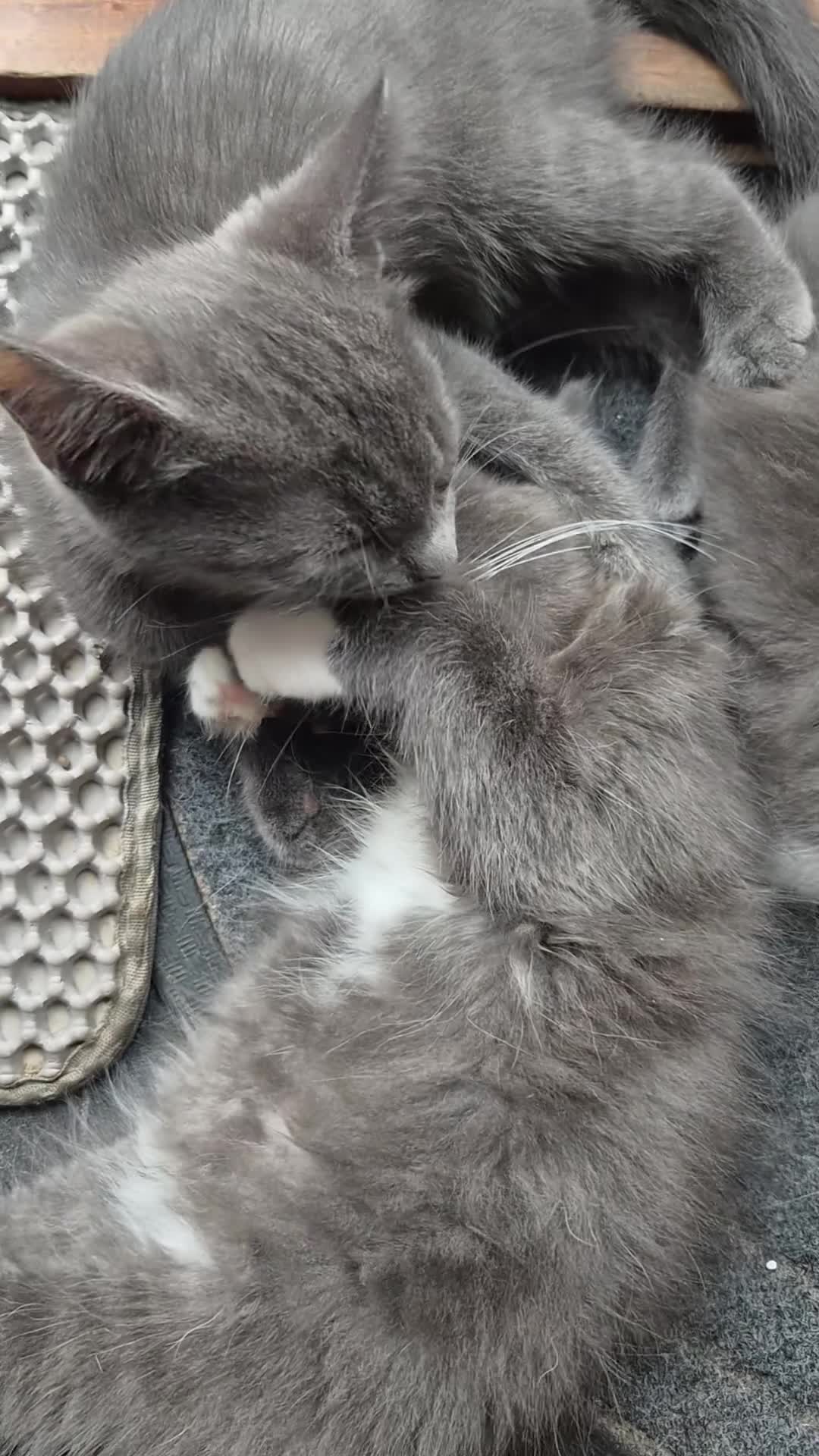 Mixed Breed cats for sale: 5 Gorgeous Grey Galoofs  - Video 1