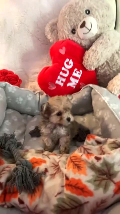 Toy Poodle dogs for sale: 3 tiny toy poodles looking for there forever home - Video 1