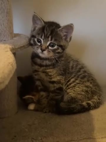 Mixed Breed cats for sale: Gorgeous half Siberian kittens - Video 2