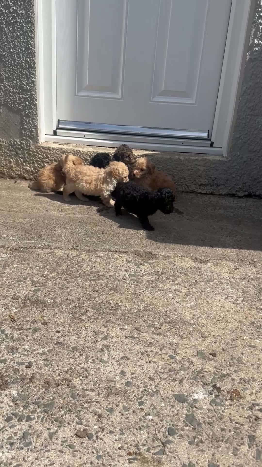 Yorkiepoo dogs for sale: Yourki poo  - Video 1
