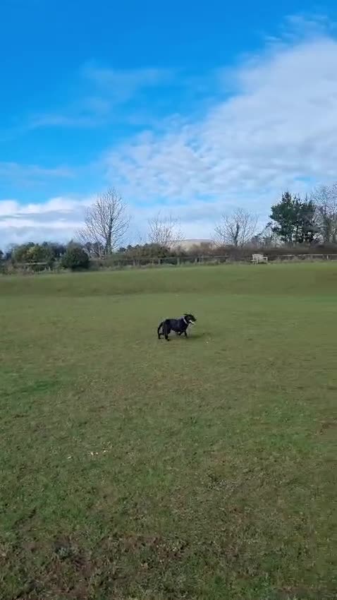 Mixed Breed dogs for adoption: FOSTER CALL:❤️NICOL❤️Energetic, Playful, Loving in Bude - Video 3