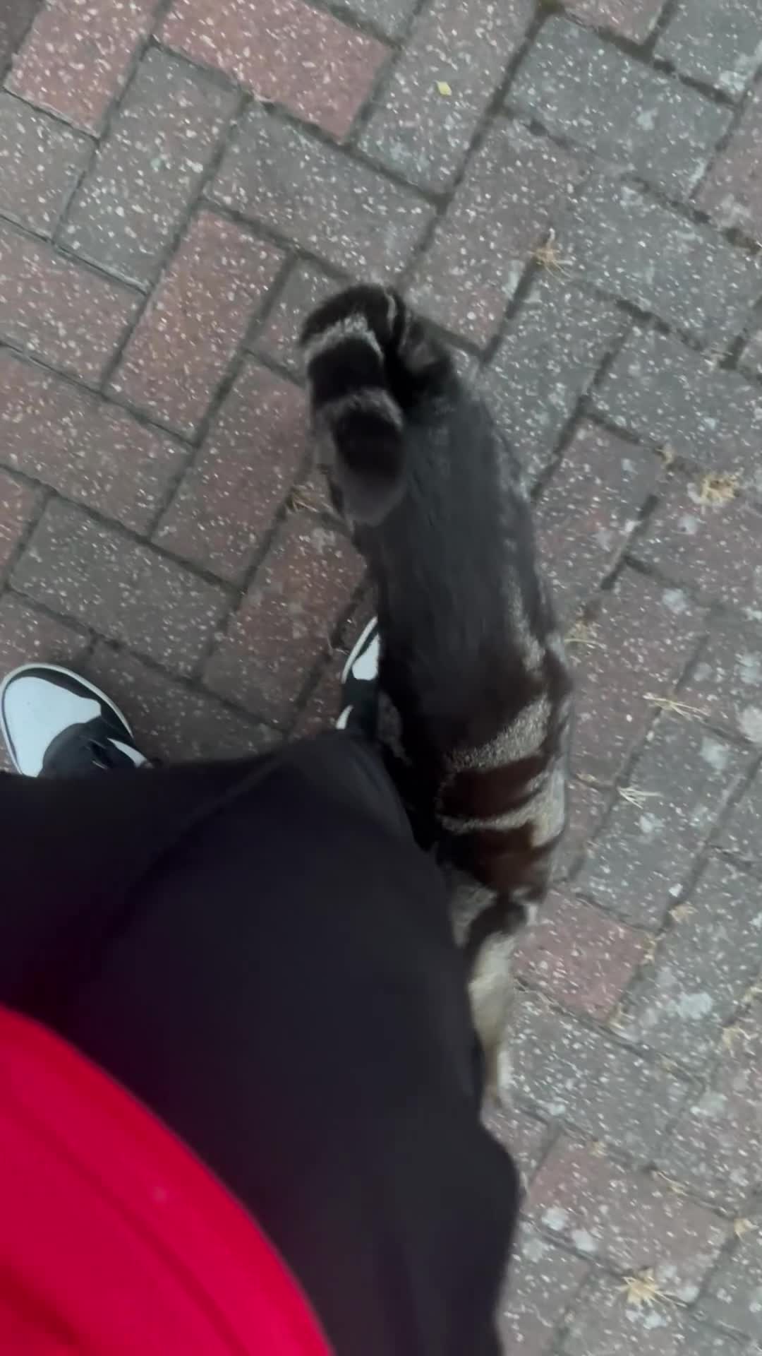 Mixed Breed cats for sale: Affectionate cat  - Video 2