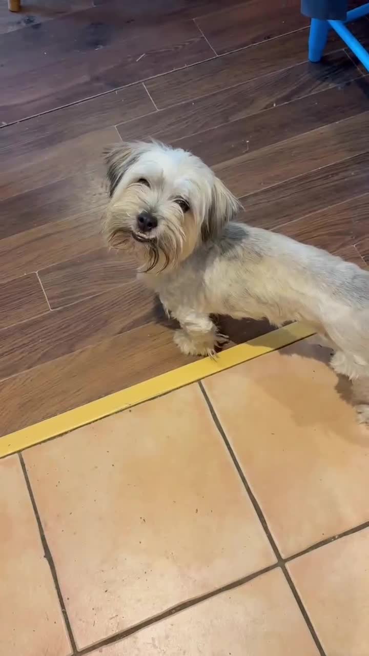 Mixed Breed dogs for adoption: CASPER 6KG BICHON MIX in Lincoln - Video 1