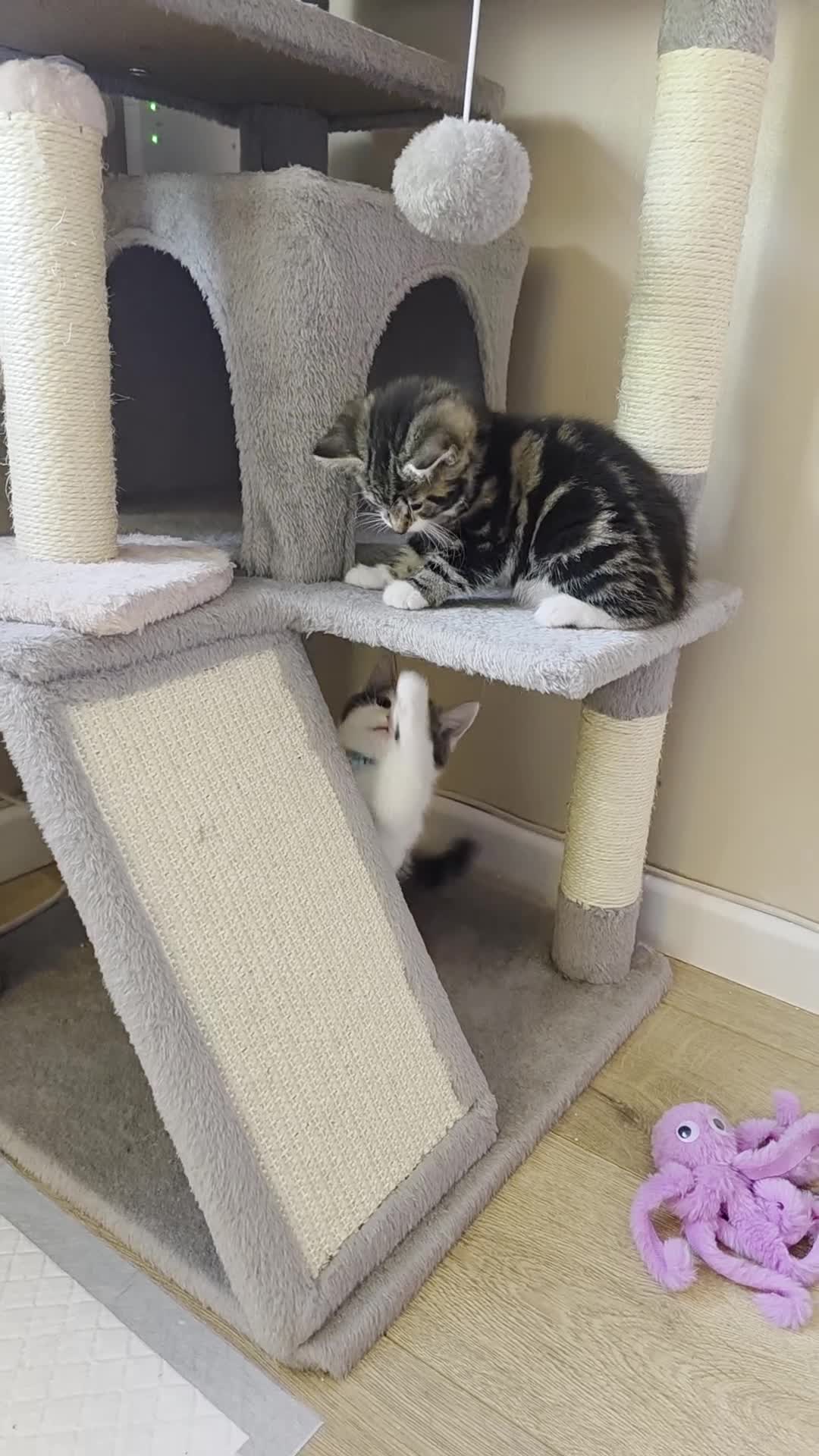 Mixed Breed cats for sale: 4 little kittens looking lovely new home.  - Video 1