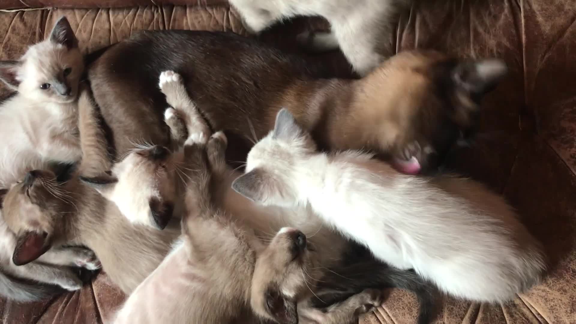Tonkinese cats for sale: Exquisite Tonkdolls - Video 1