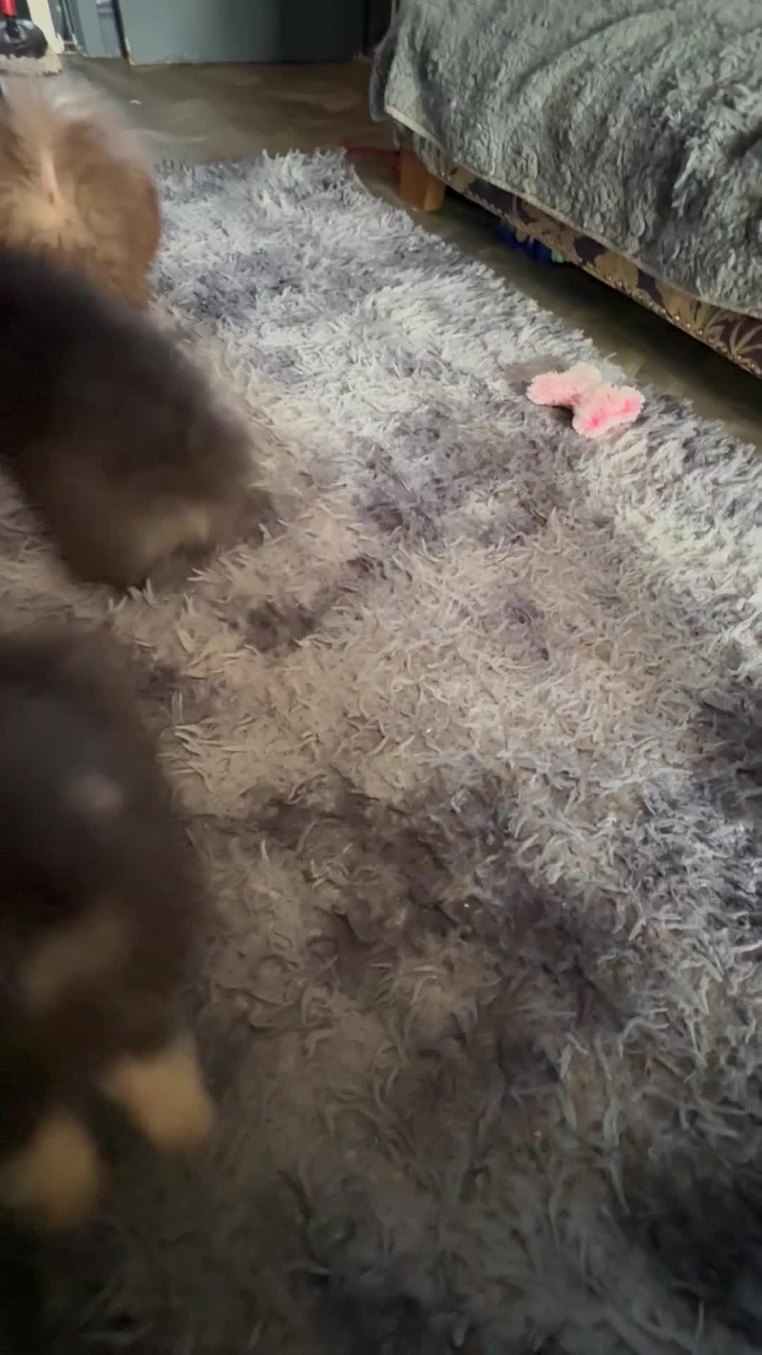 Pomeranian dogs for sale: For sale Stunning Pomeranian puppy - Video 1