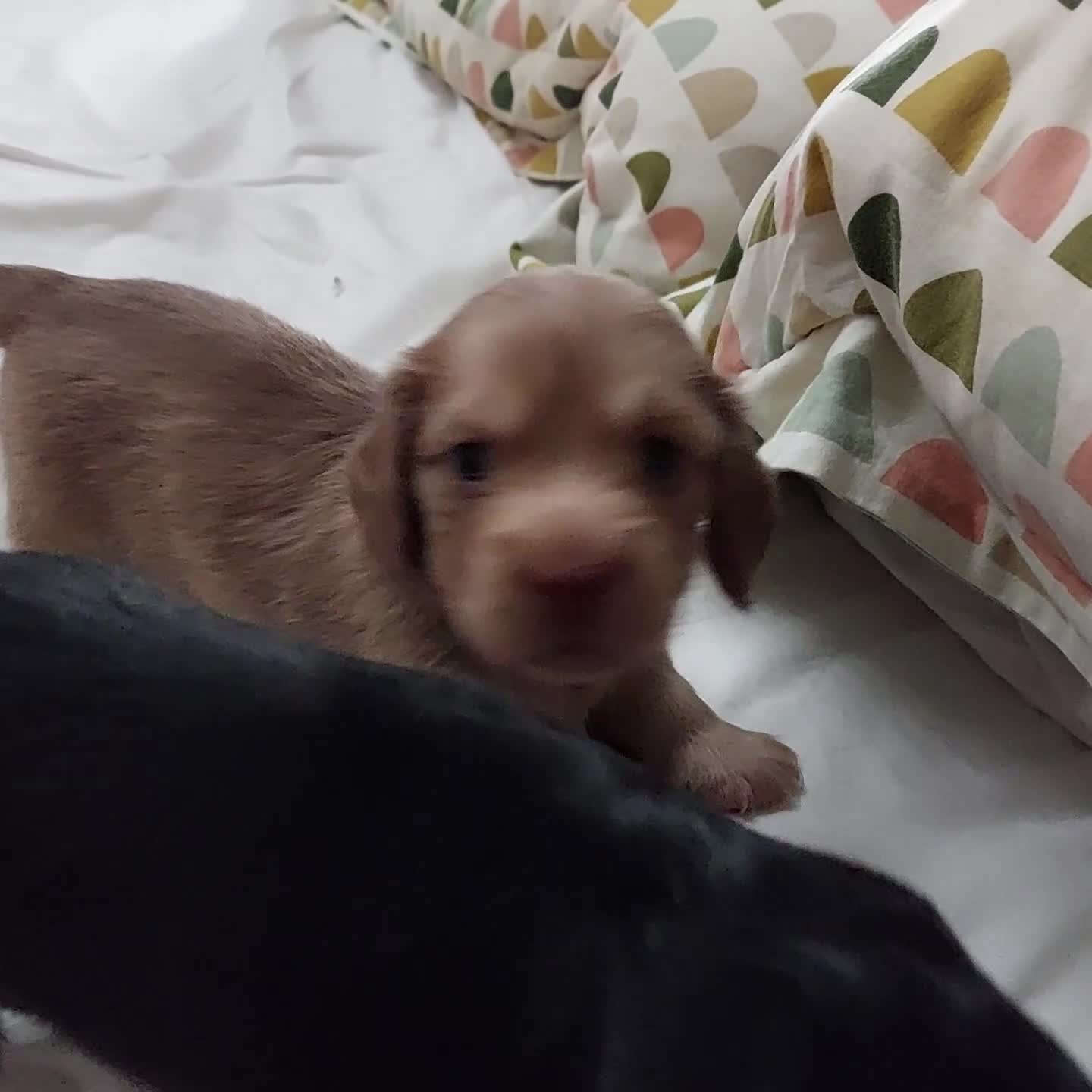 Miniature Dachshund dogs for sale: BEAUTIFUL K C REG PRA CLEAR MINI LONG HAIRED DAXIS - Video 5