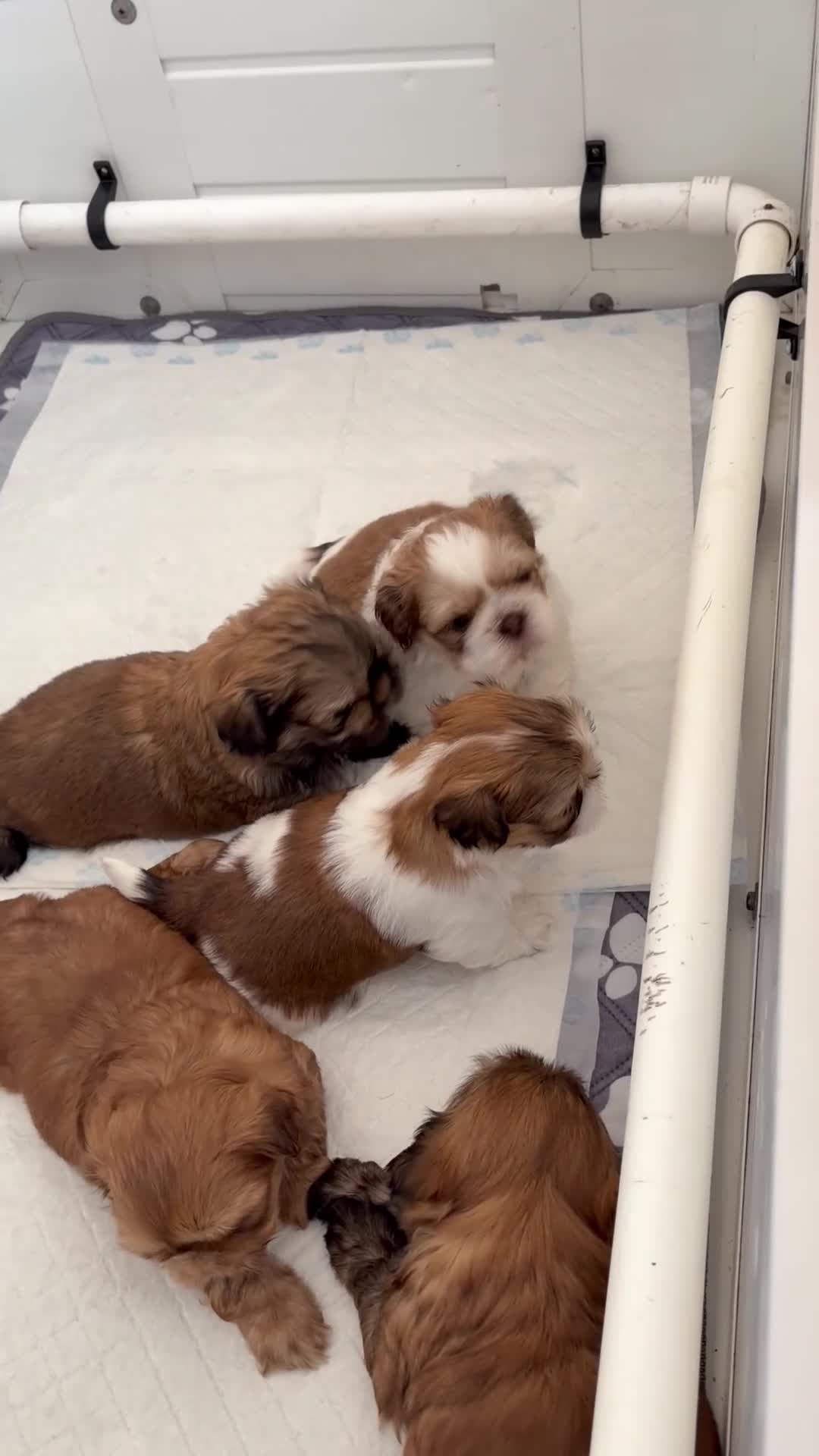 Shih Tzu dogs for sale: Beautiful pure Shih Tzu puppies  - Video 1