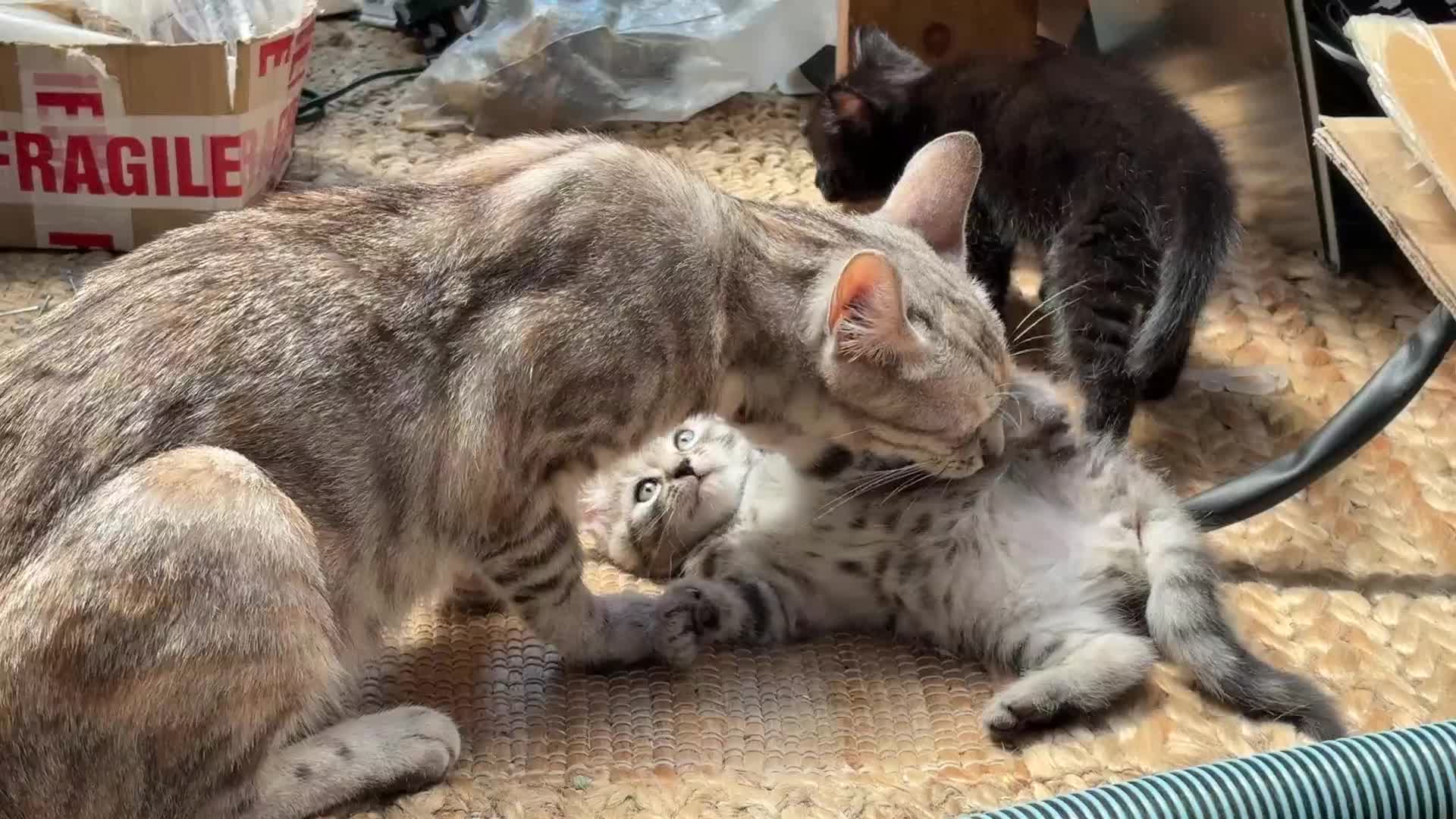 Mixed Breed cats for sale: Available Now - 2 Ginger & 1 Black Kitten - Video 2