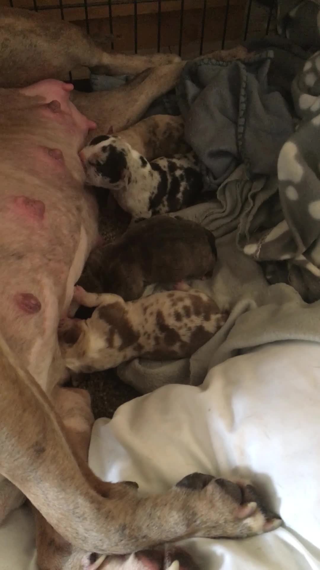 American Bully dogs for sale: Micro Merle bullys - Video 2