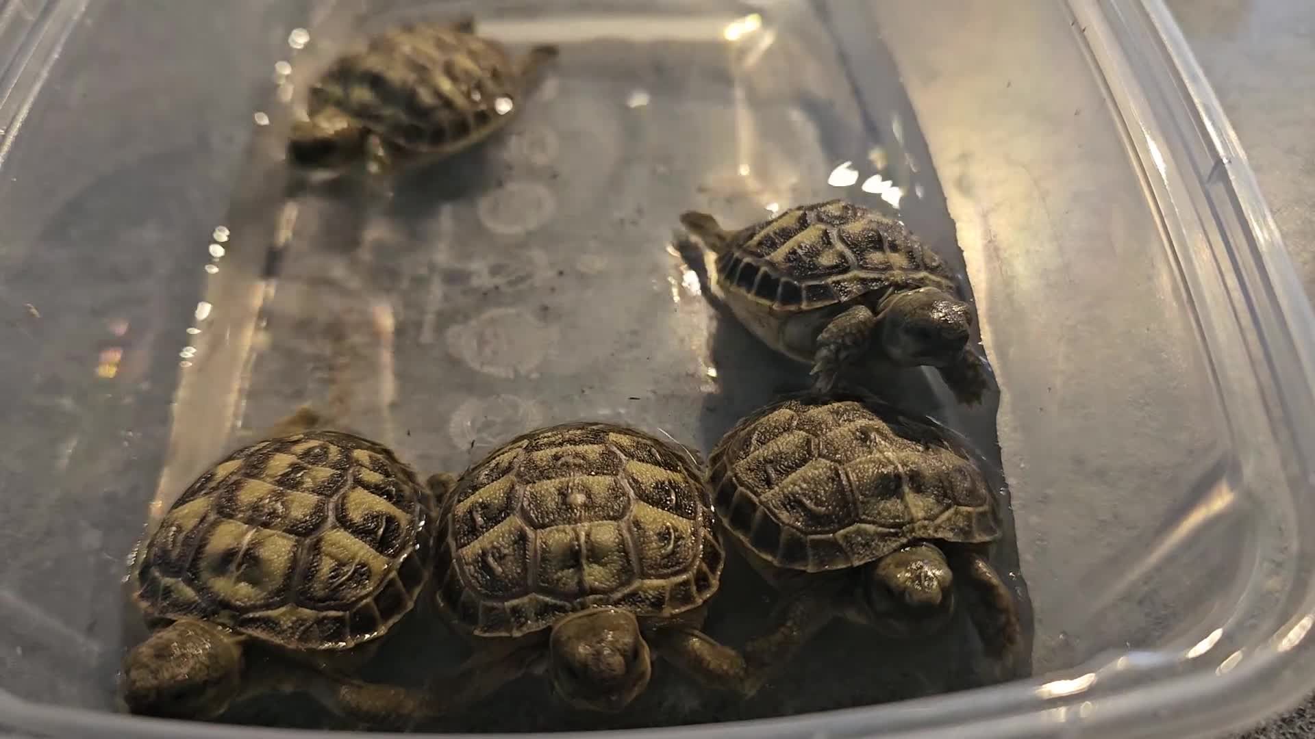 Tortoise reptiles for sale: Horsfield Tortoises - Video 1