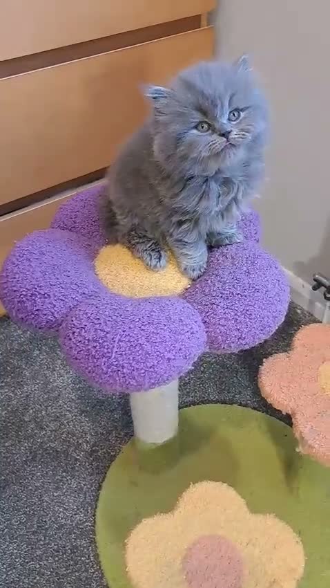 British Longhair cats for sale: Gorgeous BLH&BSH kittens in Tipton - Video 2