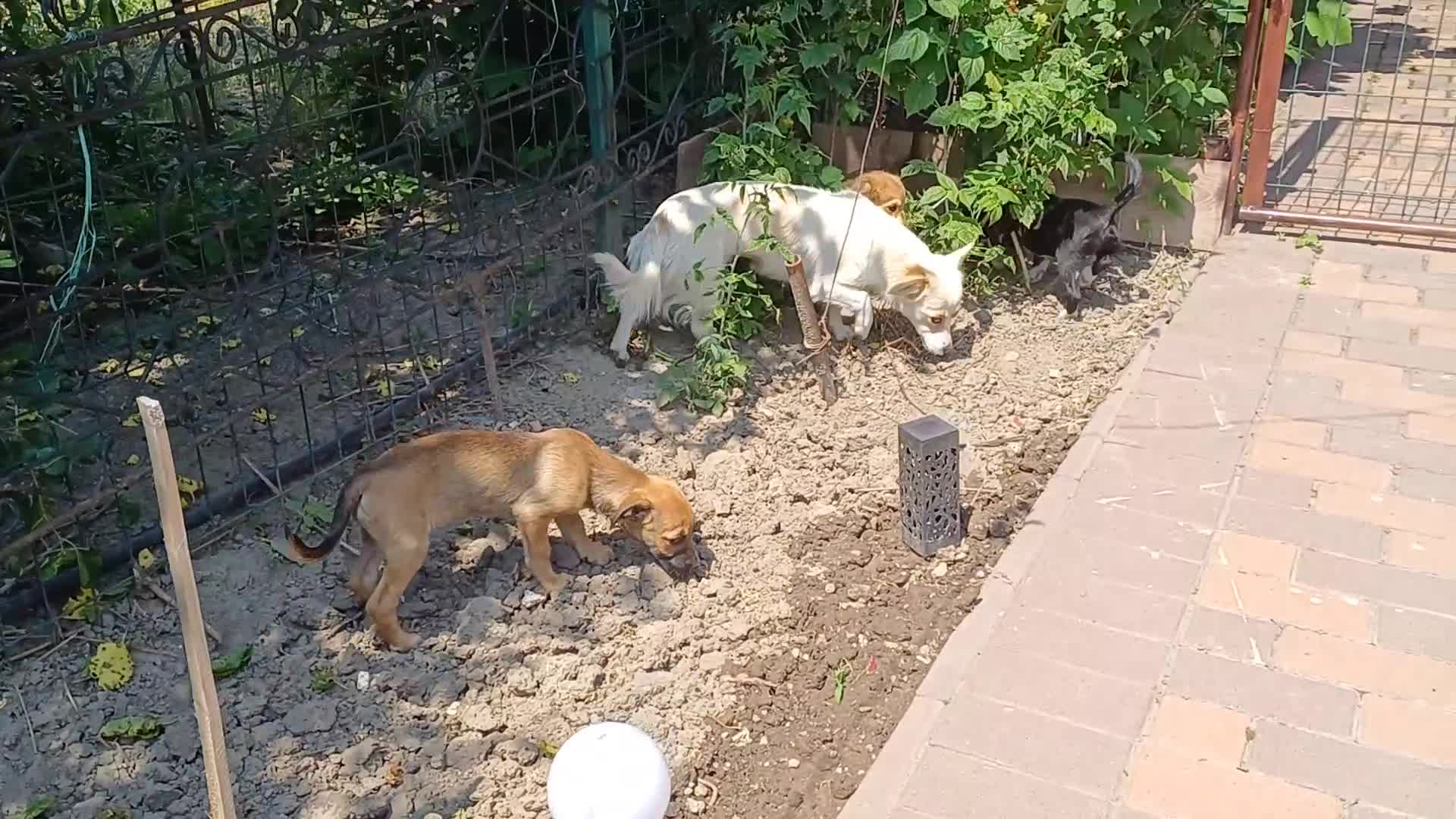 Mixed Breed dogs for adoption: Meet LUNA, a Lovely Puppy Girl - for a Loving Home - Video 1
