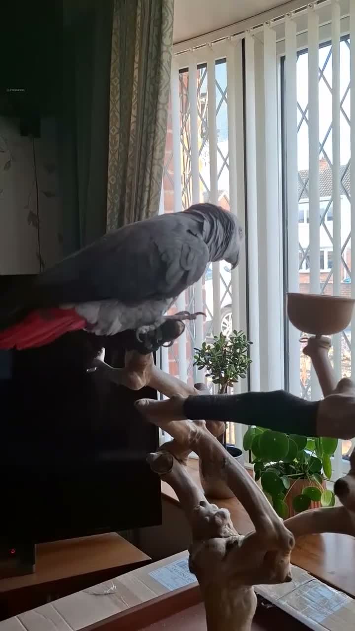 Parrots birds for sale: Harry  in Retford - Video 1