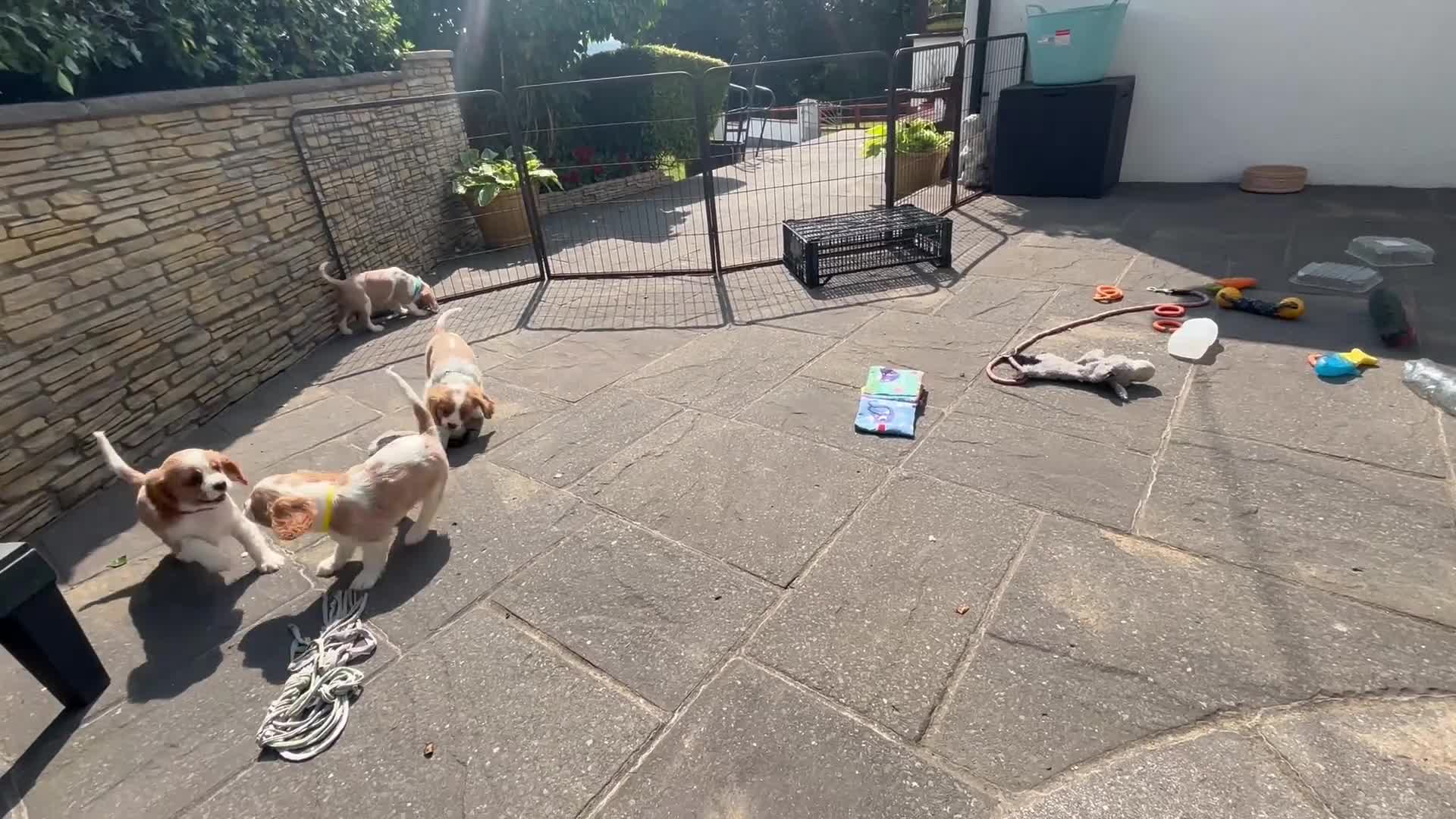 Cavalier King Charles Spaniel dogs for sale: Cavalier King Charles Spaniel  - Video 3