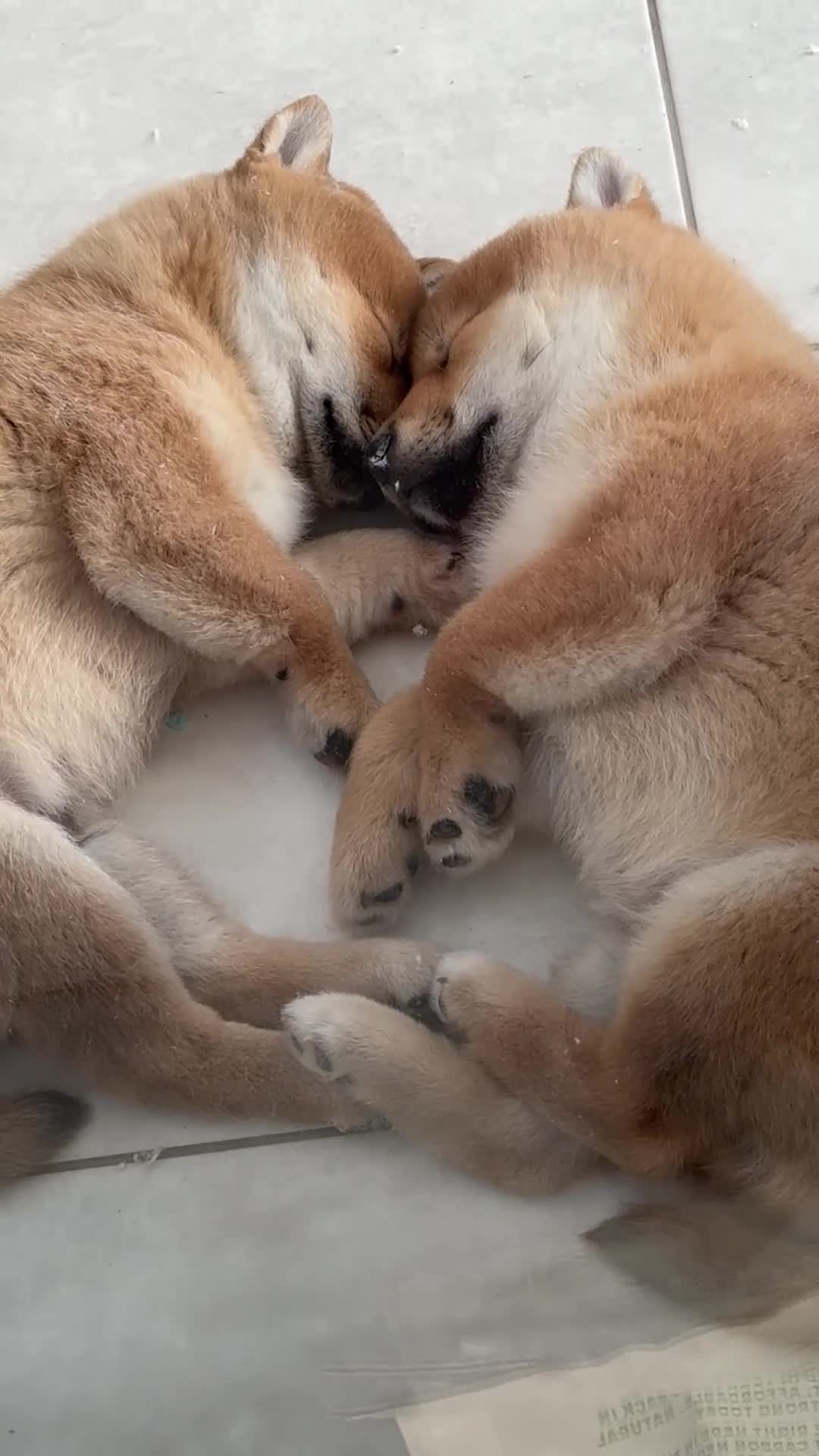 Japanese Shiba Inu dogs for sale: Clear DNA red Shiba Inu puppy champion parents - Video 2