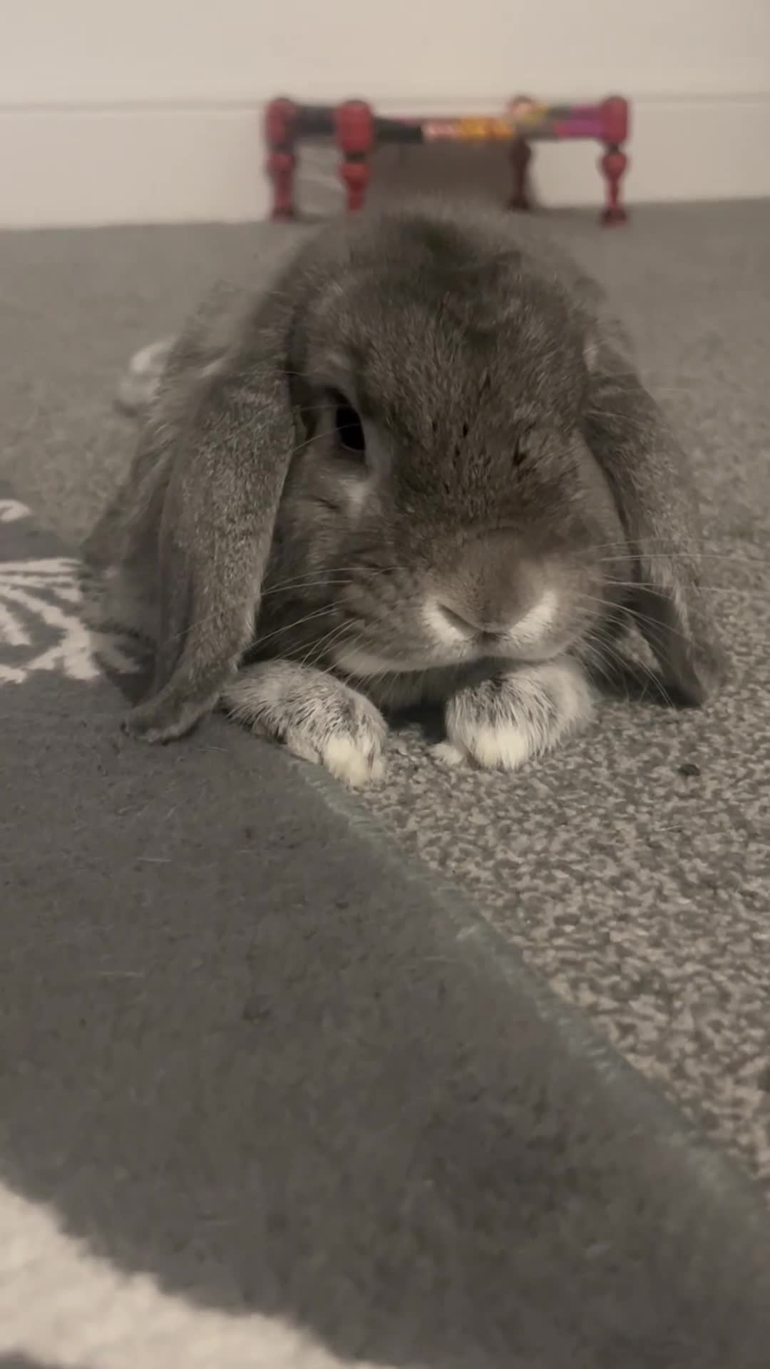 Mini Lop rabbits for sale: NEW HOME needed ASAP - Video 1