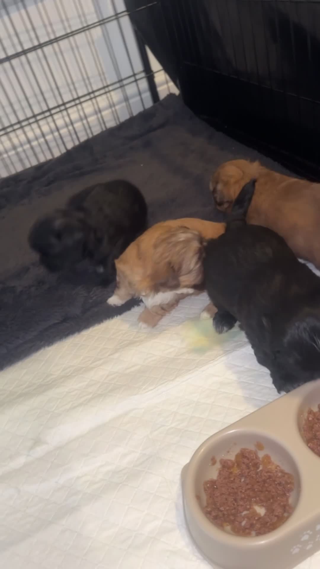 Shih Tzu dogs for sale: Shih Tzu - Video 1