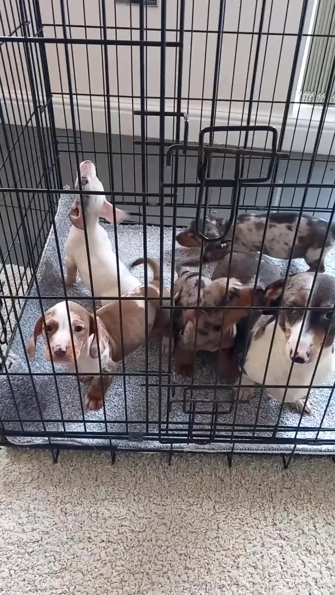 Dachshund dogs for sale: Dachshund - Video 1