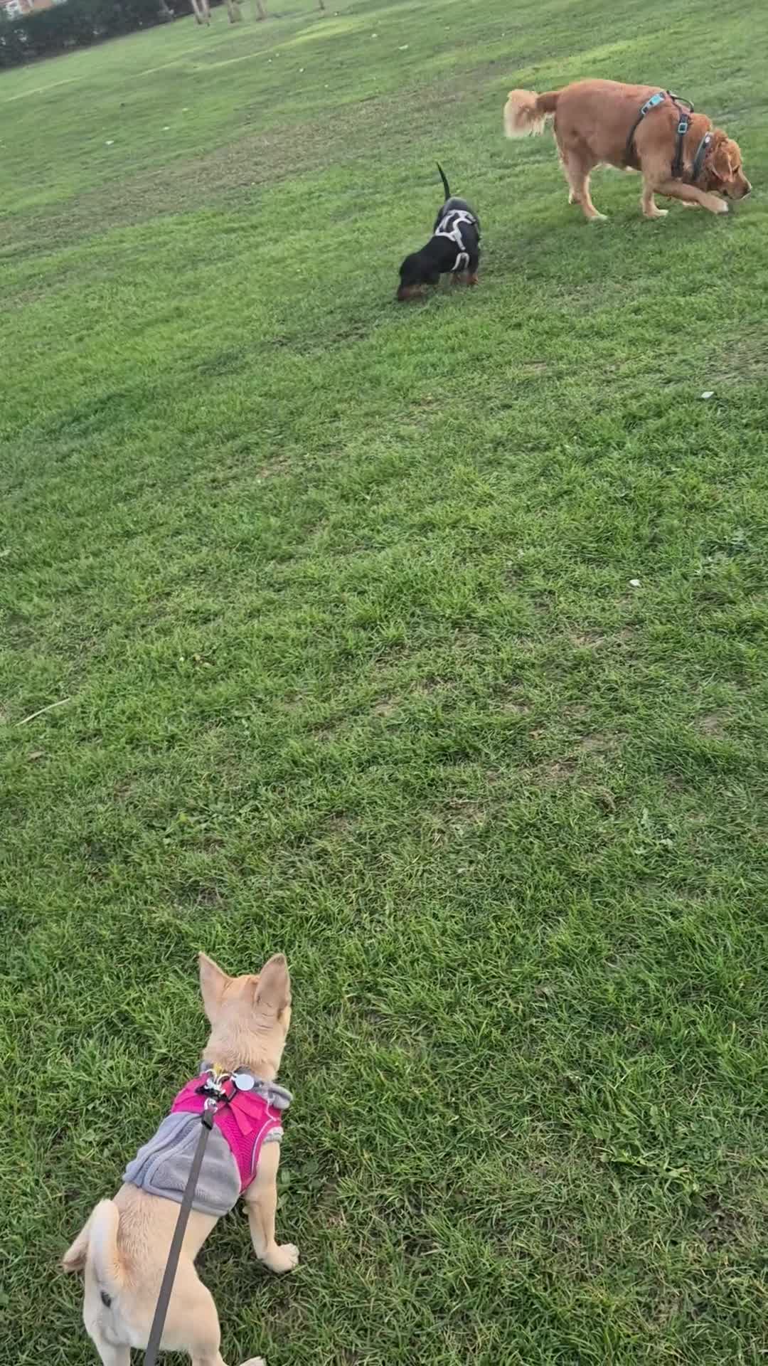 Chug dogs for sale: Bubbles (6 Months - Female Chug) - Video 3