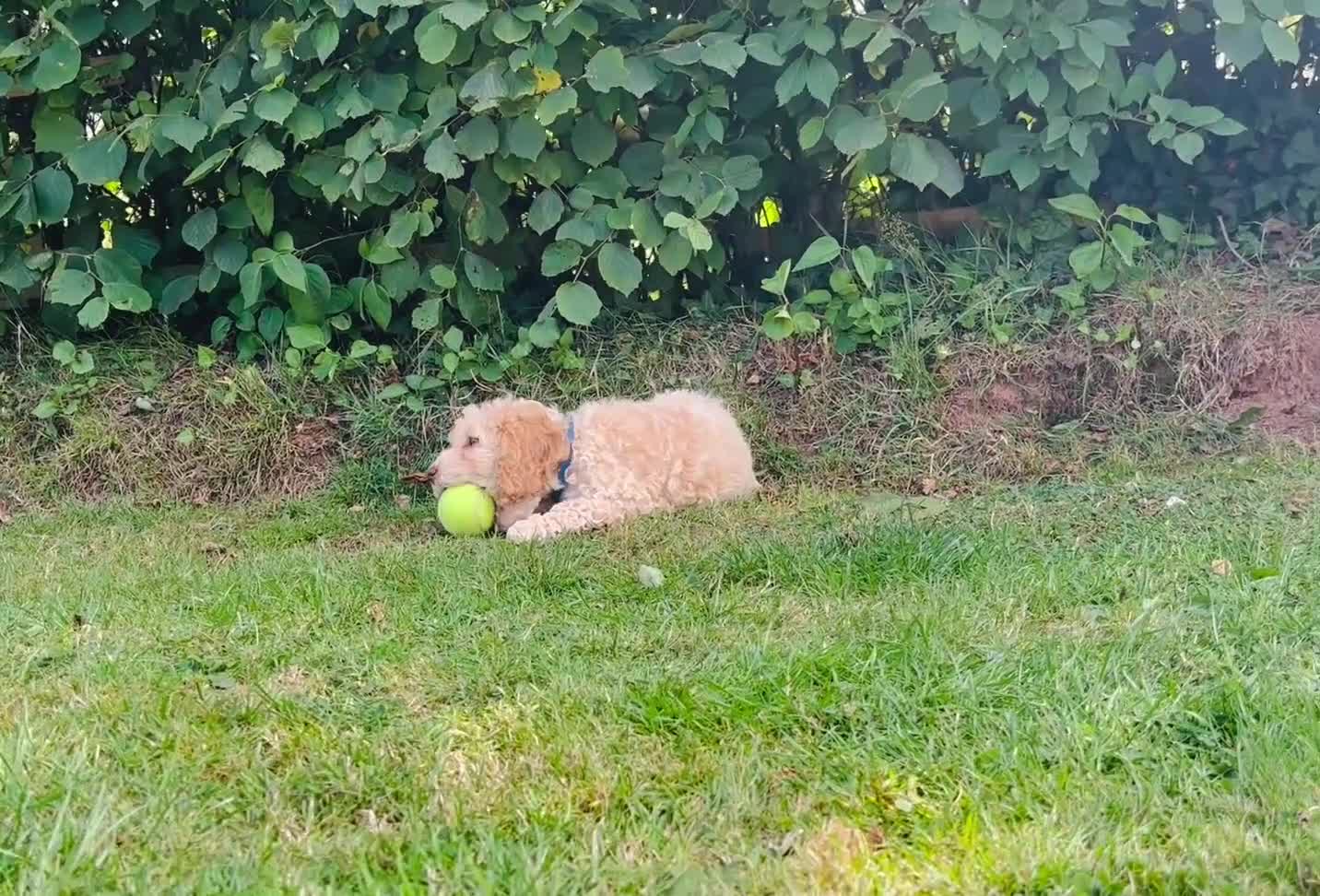 Cockapoo dogs for sale: 6 beautiful champagne and gold 🐶  - Video 1