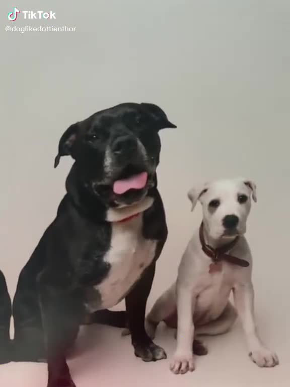 Mixed Breed dogs for sale: American bulldog  ** tiff  in Gosport - Video 1