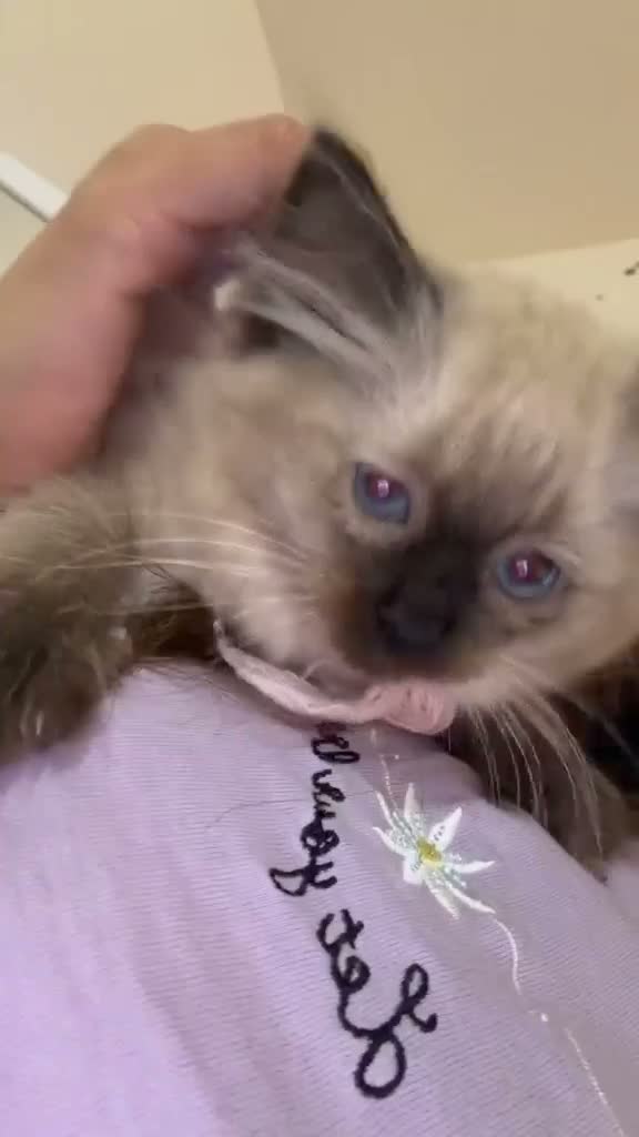 Ragdoll cats for sale: Rag doll  - Video 2