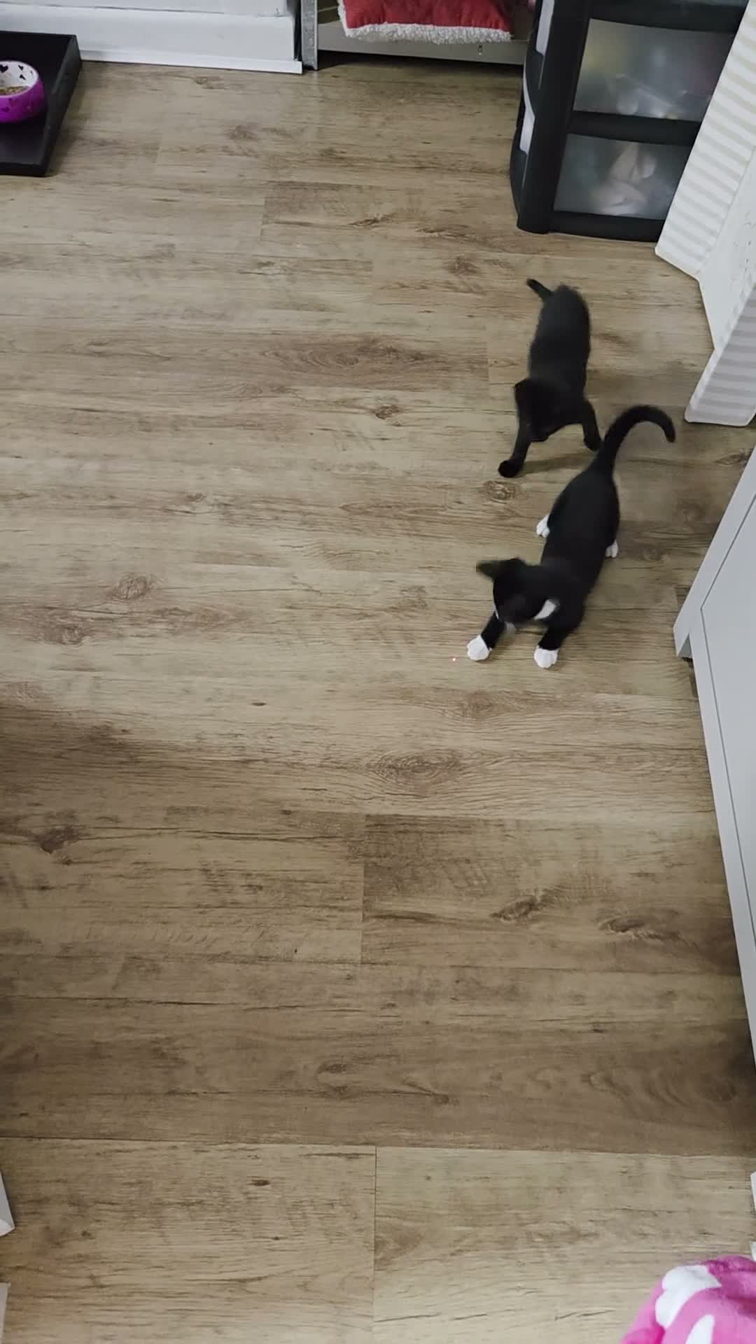 Mixed Breed cats for sale: 4 kittens in Gloucester - Video 1